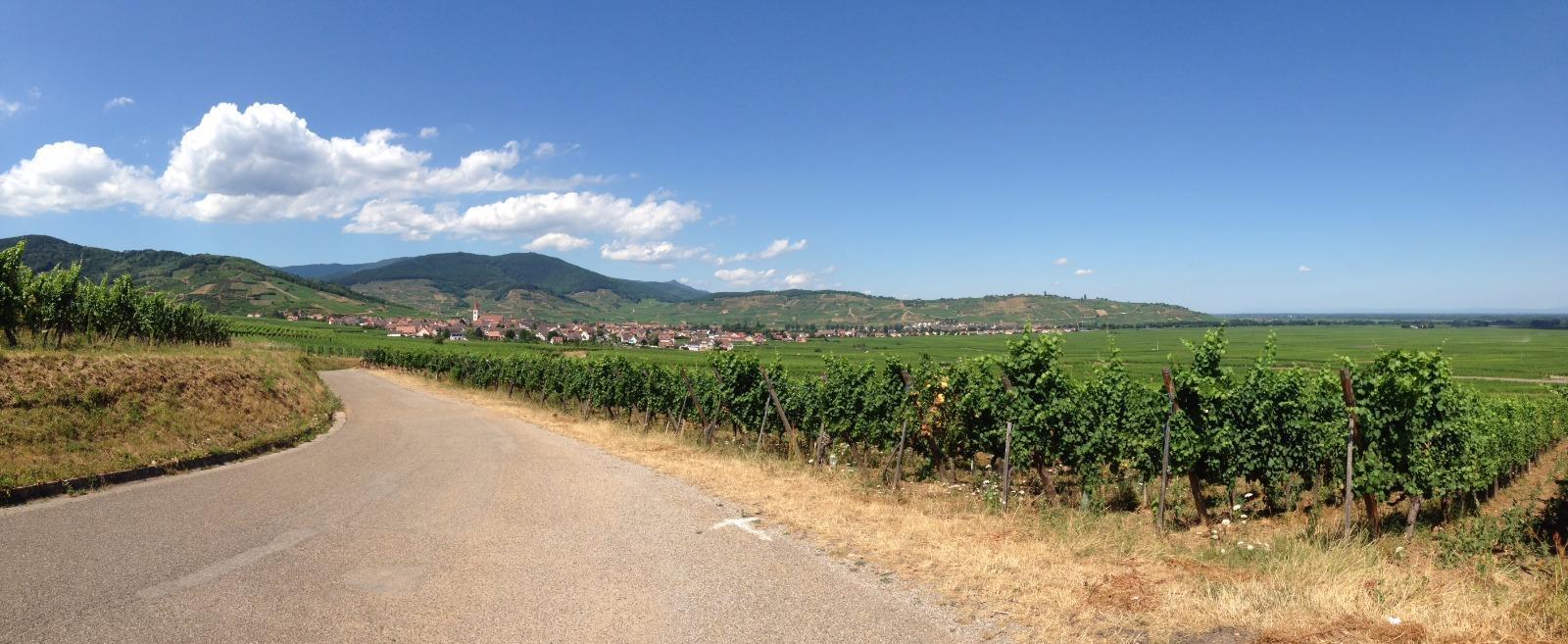 Le vignoble alsacien, Domaine Sibler près de Colmar
