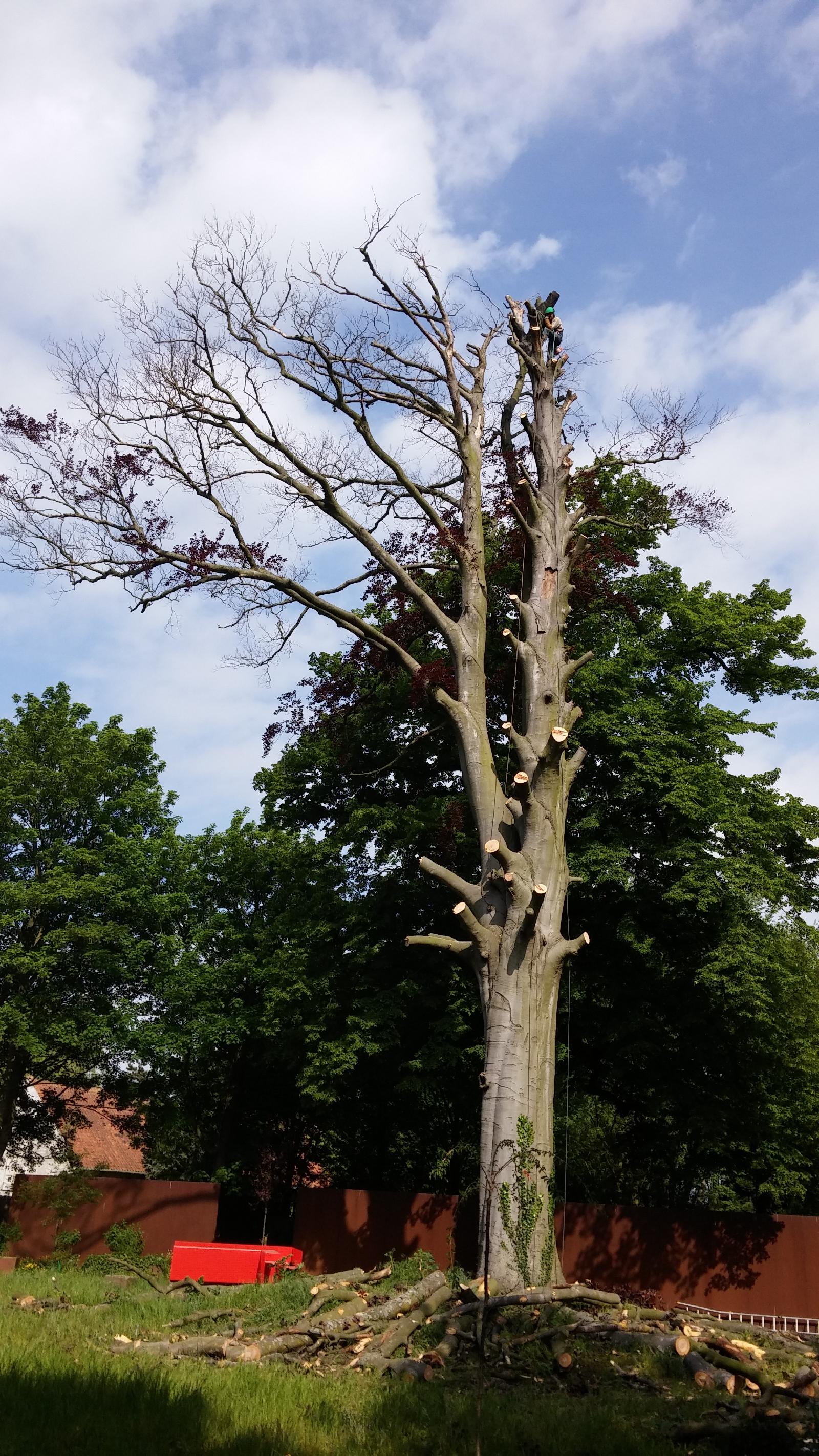 Élagueur tout en haut d'un arbre