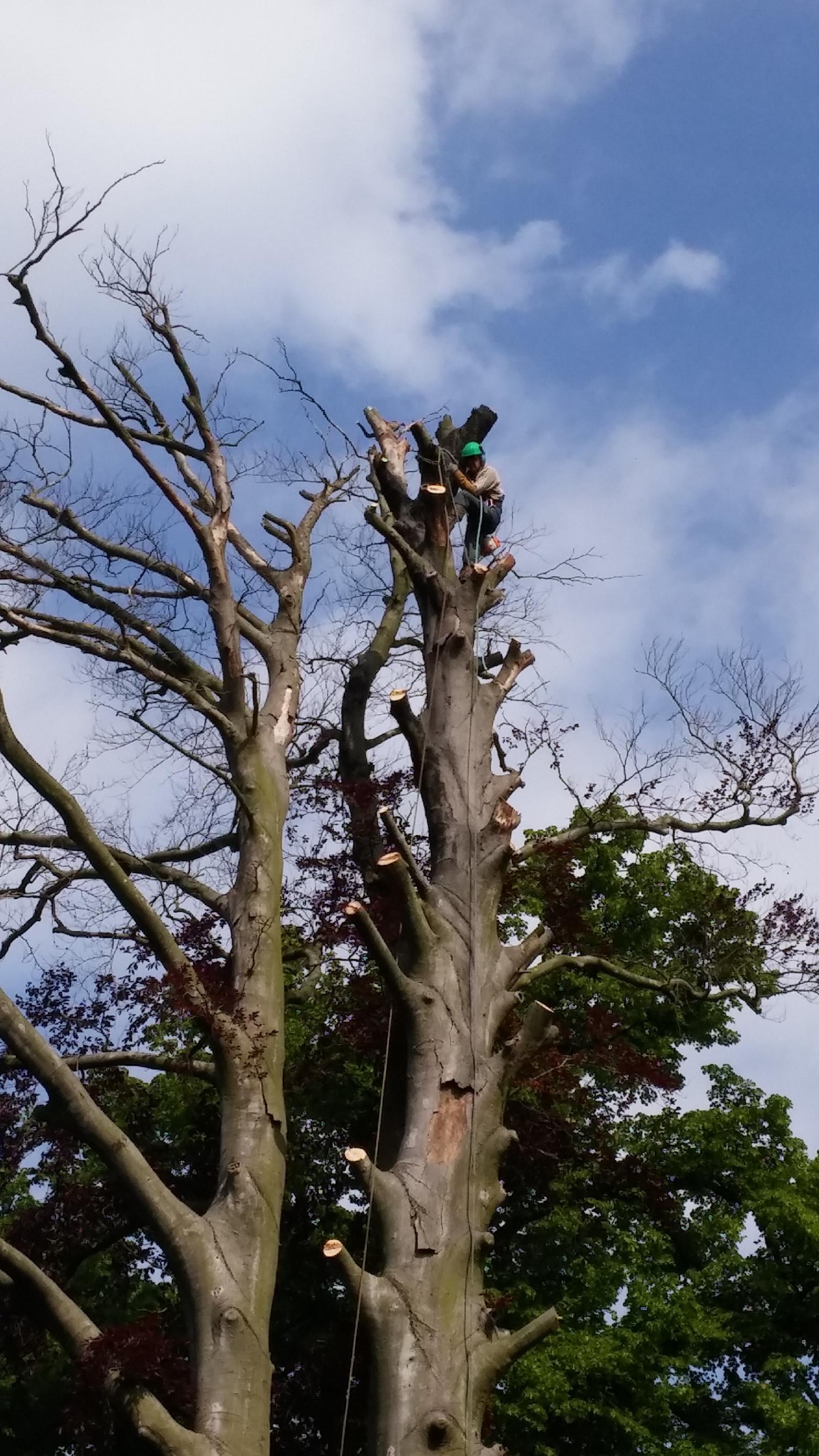Technique d'élagage à la corde