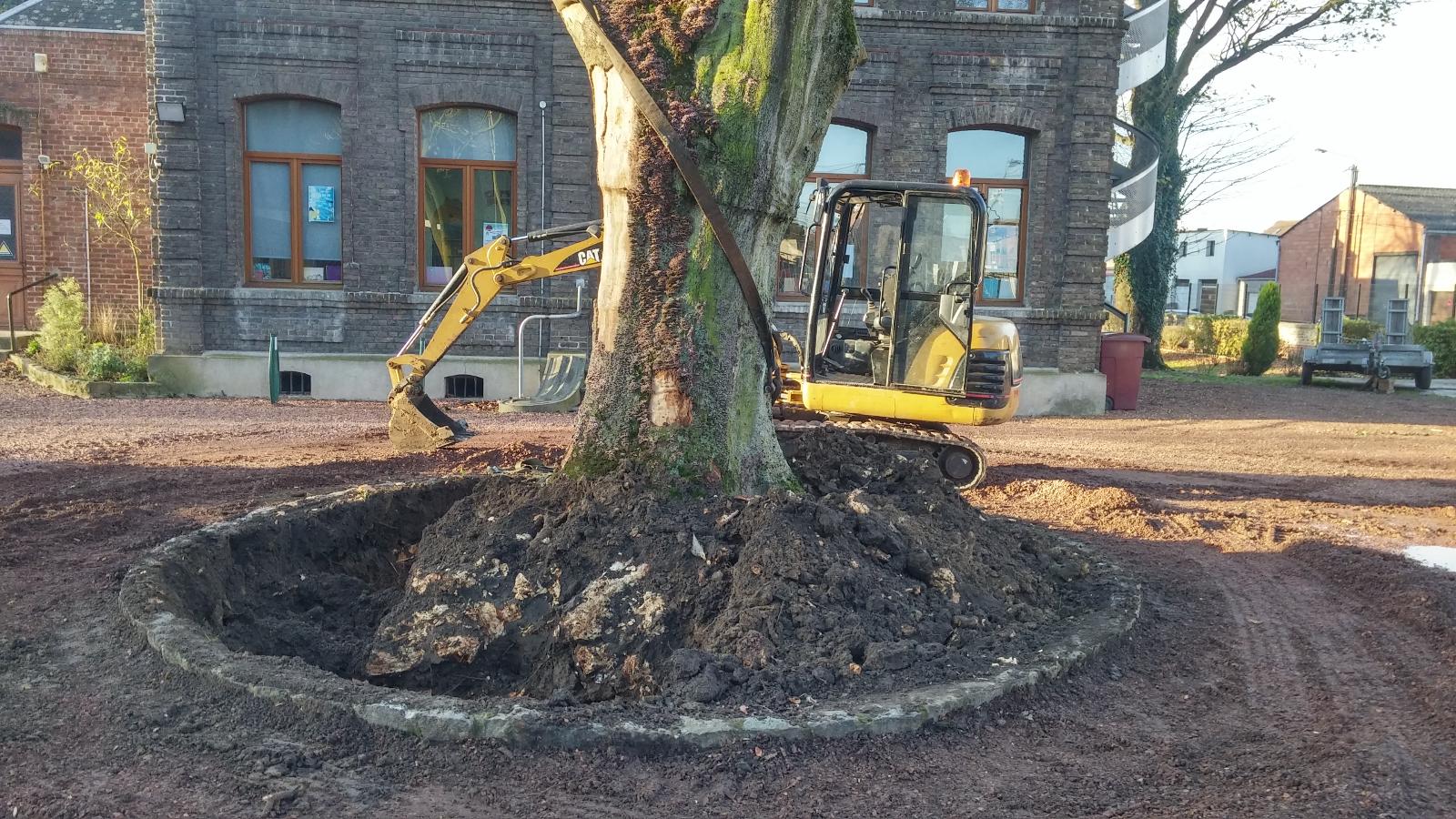 Tranchée creusée autour d'une souche