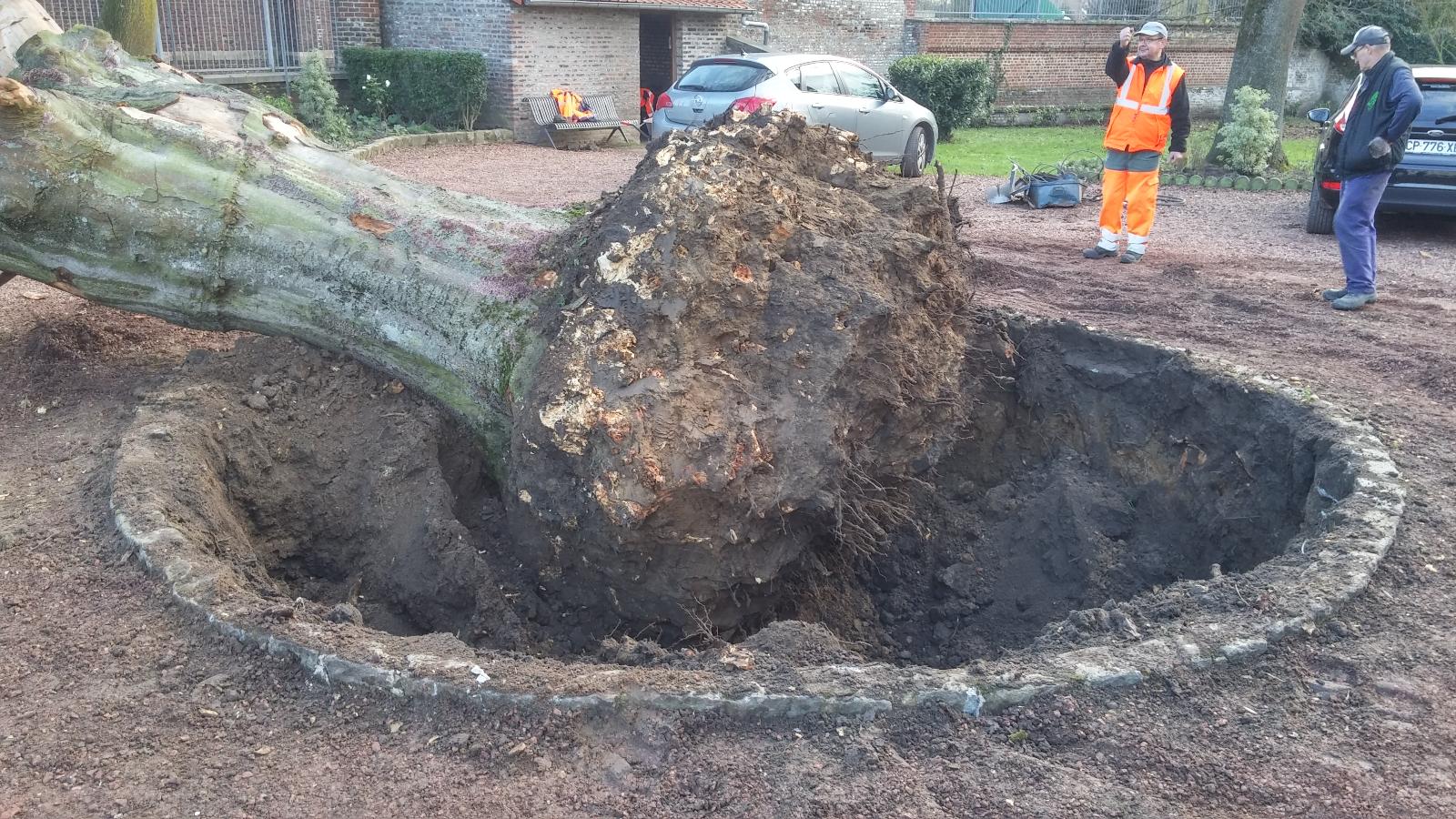 Déssouchage mécanique avec une pelleteuse