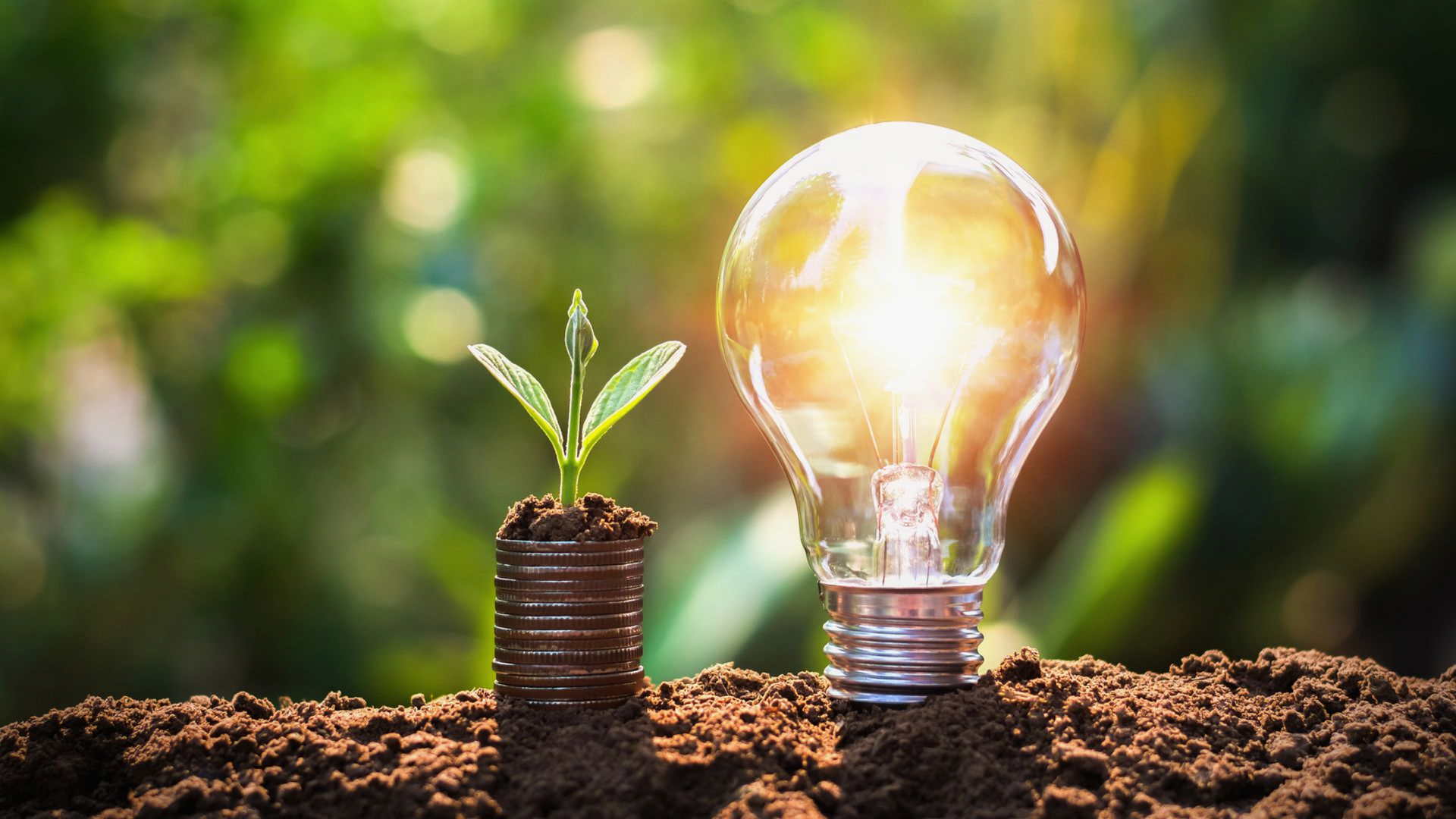Une petite plante pousse à partir de pièces de monnaie, à côté d'une ampoule allumée dans la terre.