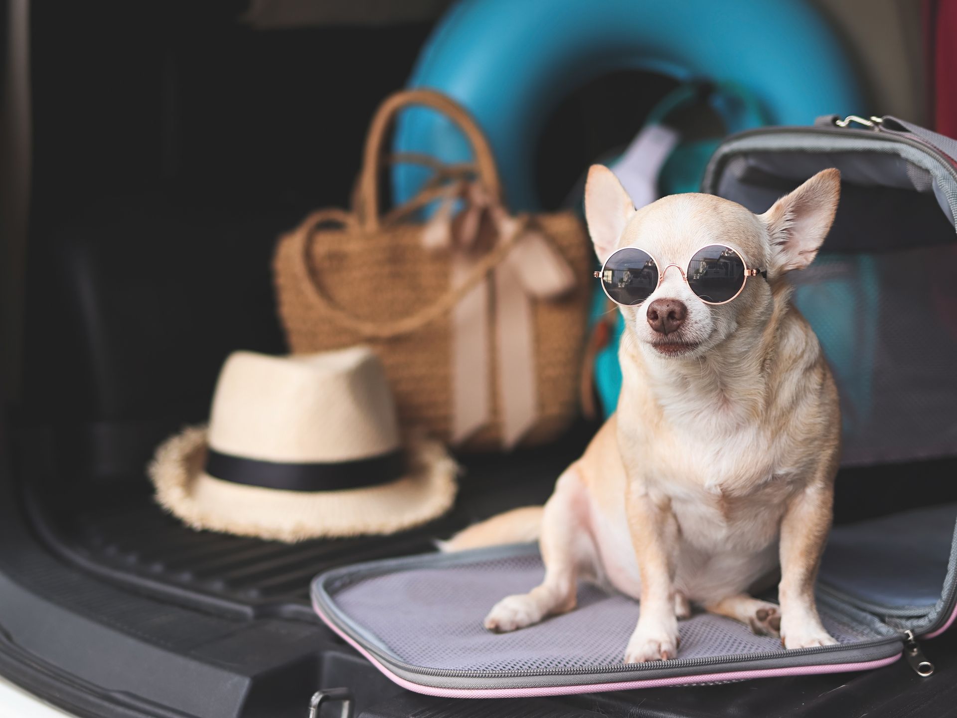 Un petit chihuahua beige portant des lunettes de soleil est assis sur une valise à côté d'un chapeau de paille et de sacs de voyage.