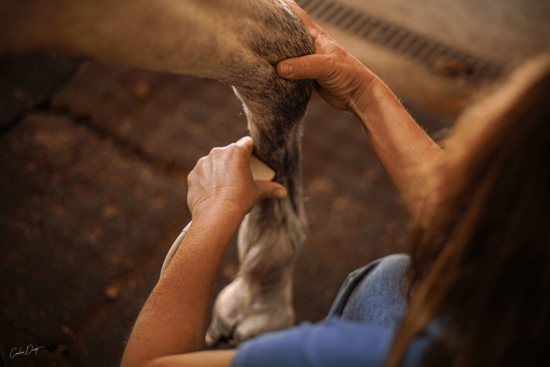 Horse Care- Medicina veterinária ambulatória para equinos
