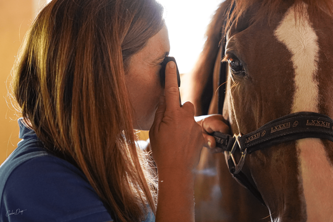 Horse Care