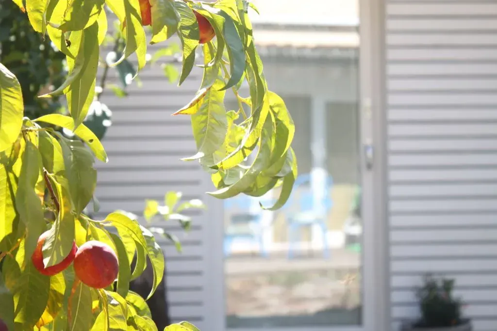 Un árbol con frutas colgando frente a una casa.
