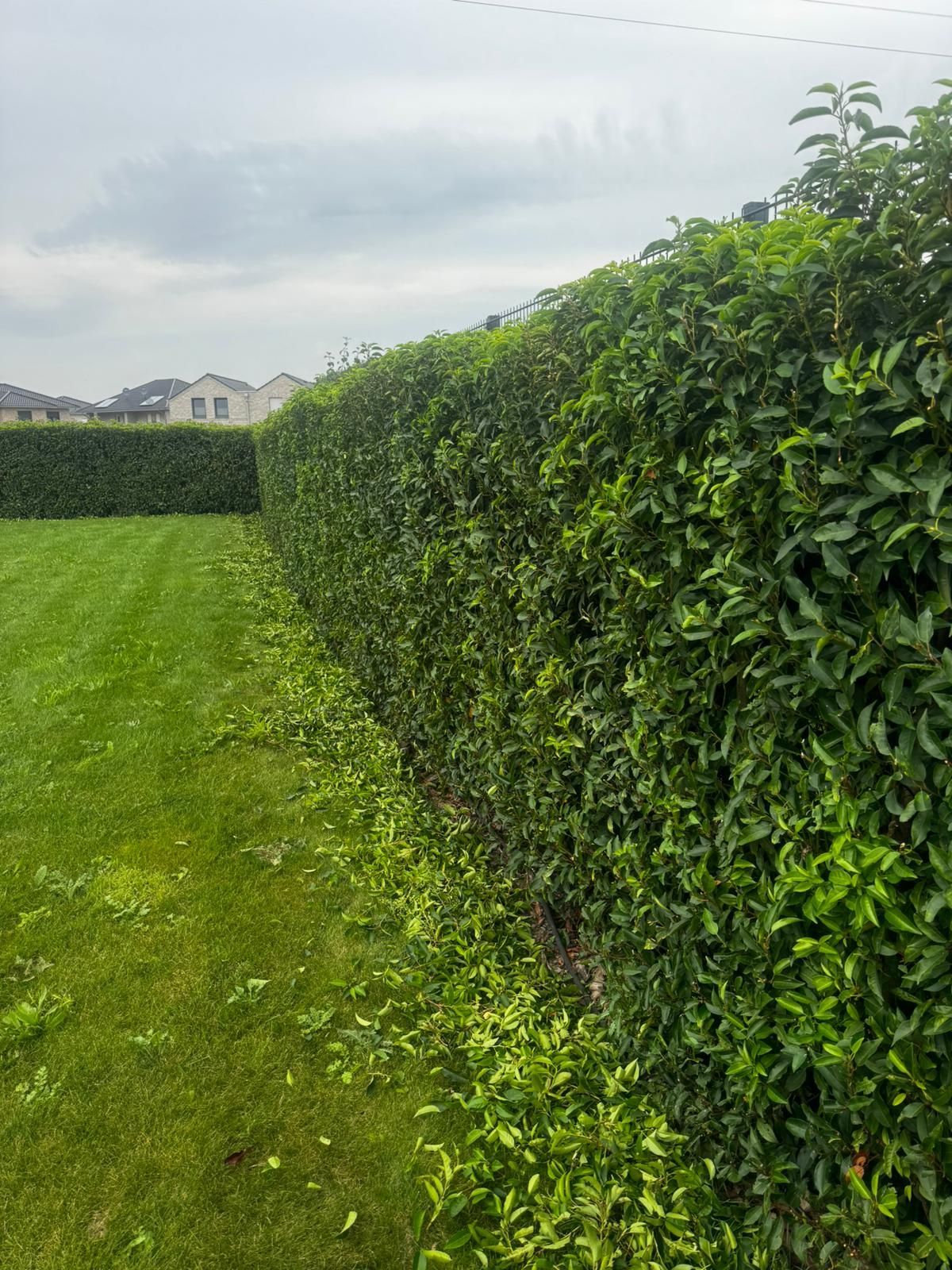 Sorgfältig geschnittene grüne Hecke entlang einer Rasenfläche unter einem bedeckten Himmel