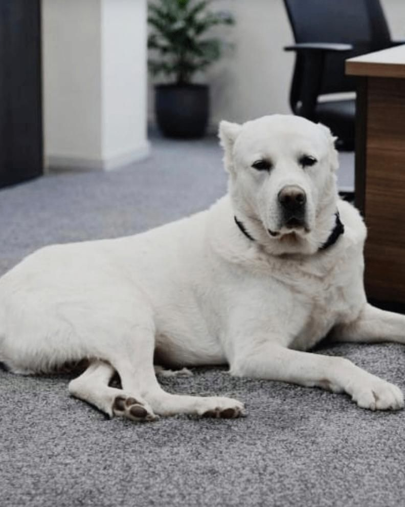 Ein weißer Hund liegt auf dem Teppichboden eines Büros neben einem Schreibtisch und einem Stuhl und schaut in die Kamera.