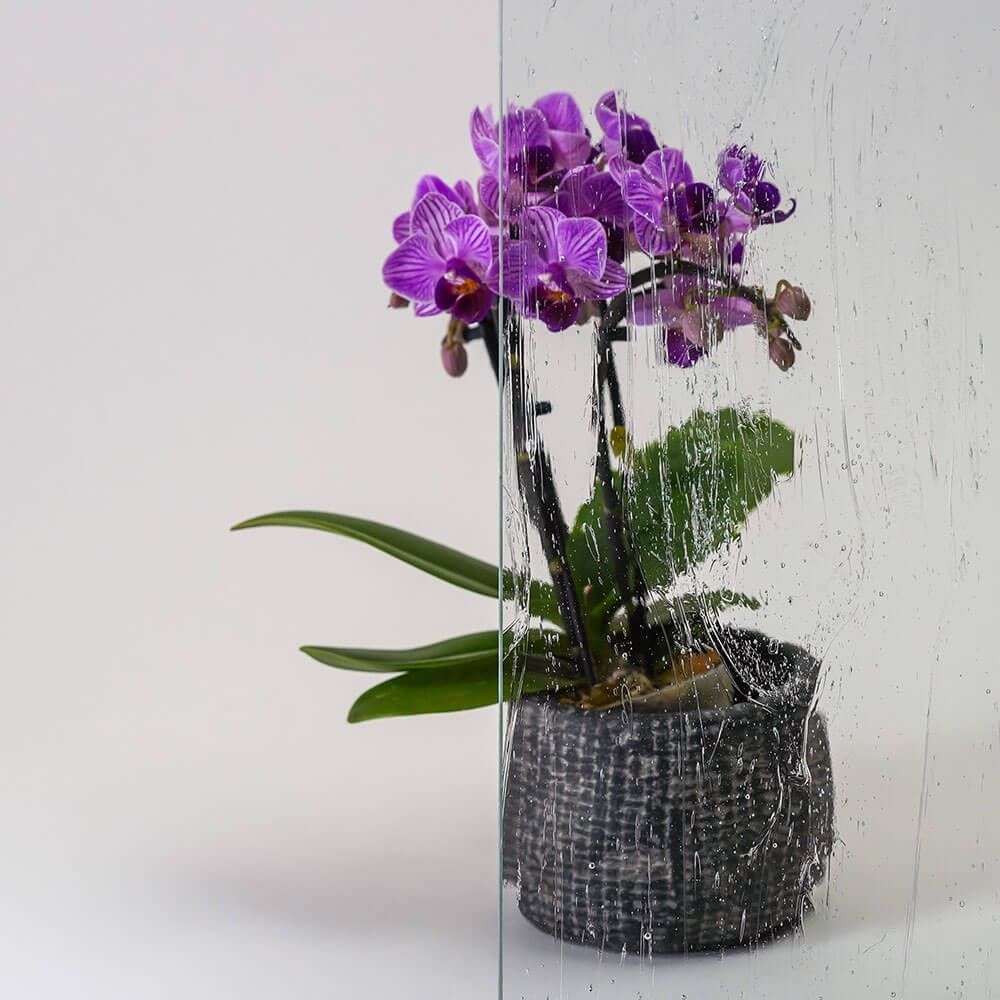 Lila Orchidee in einem strukturierten Topf, betrachtet durch eine nasse, klare Glasscheibe vor weißem Hintergrund.