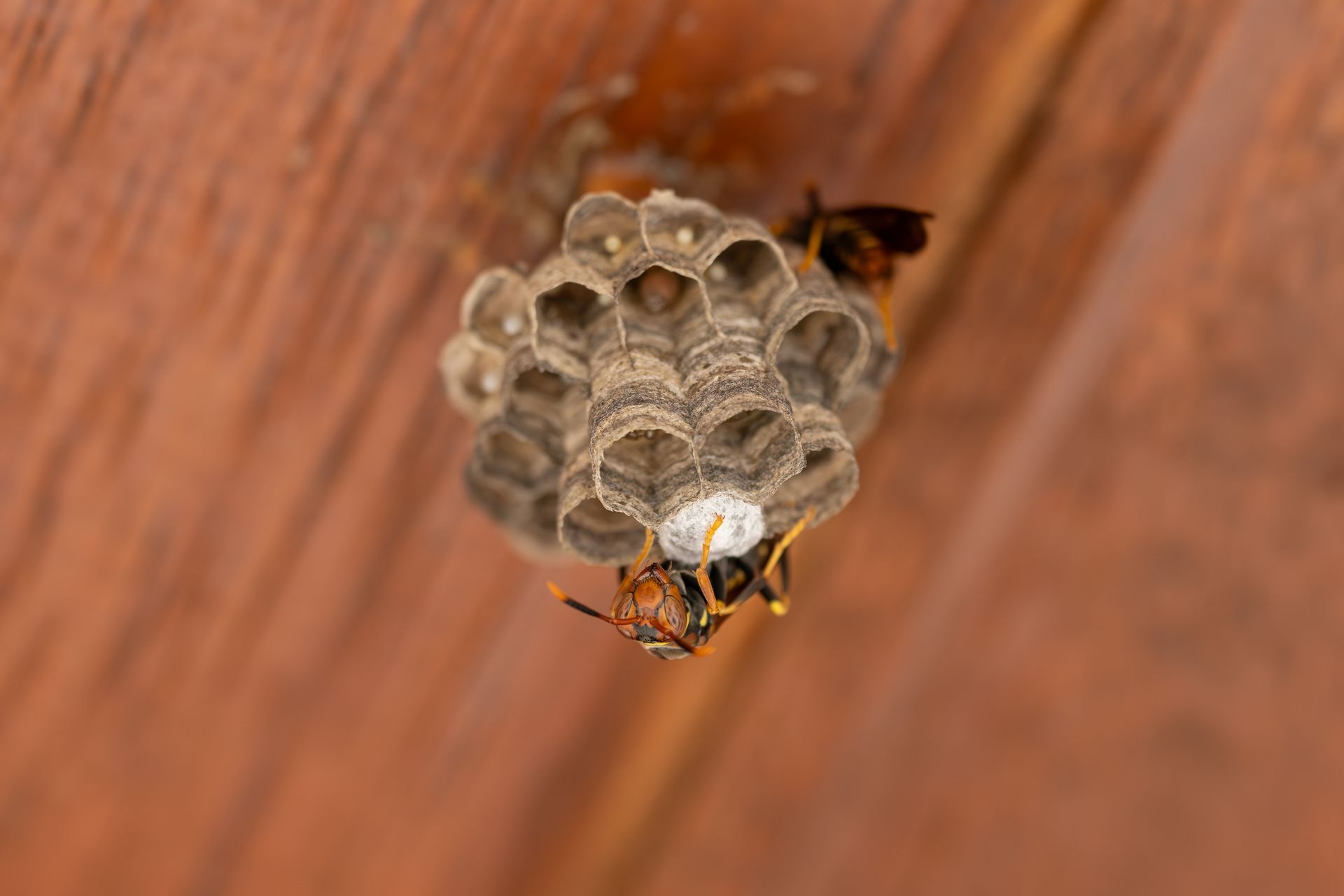 Petit nid de guêpes 