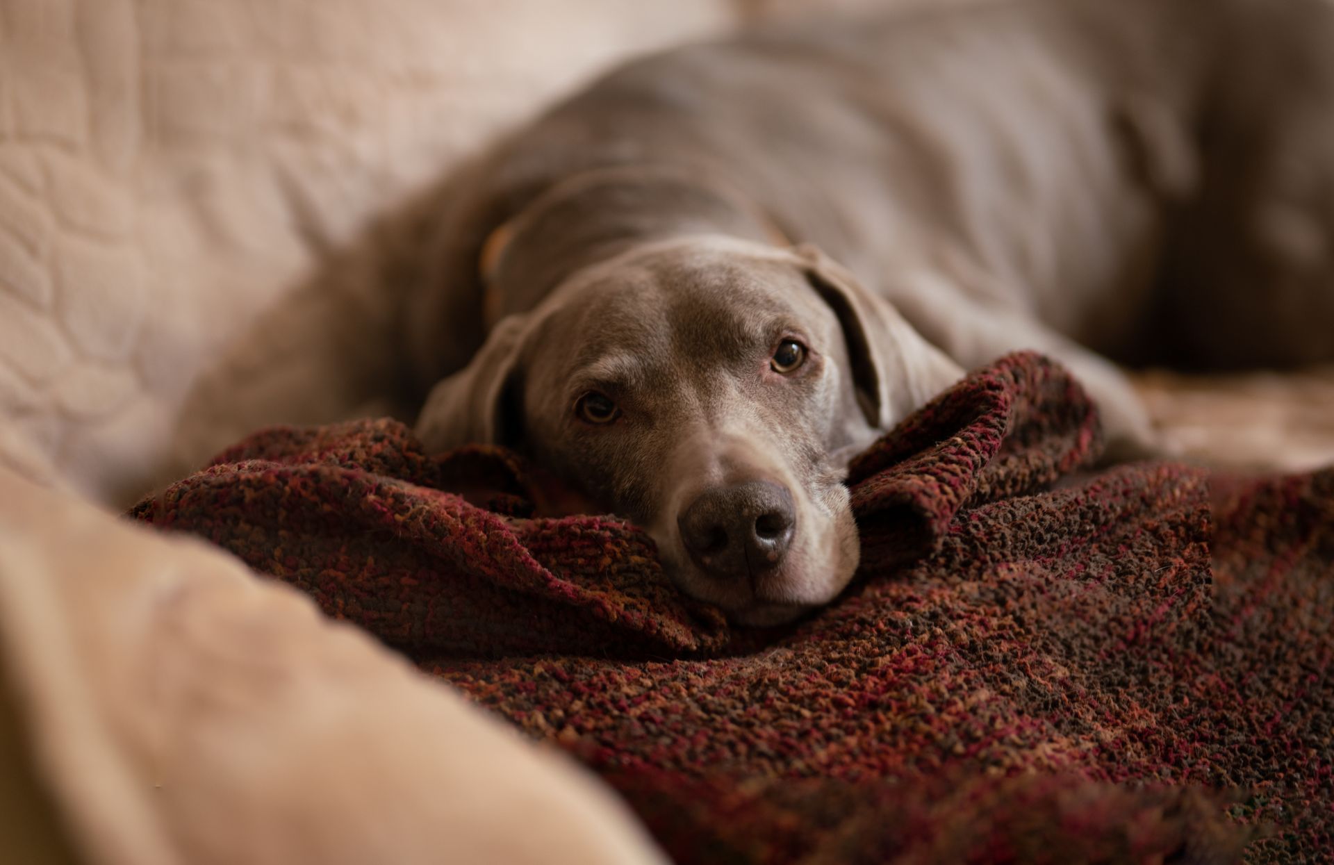 Chien couché sur un canapé