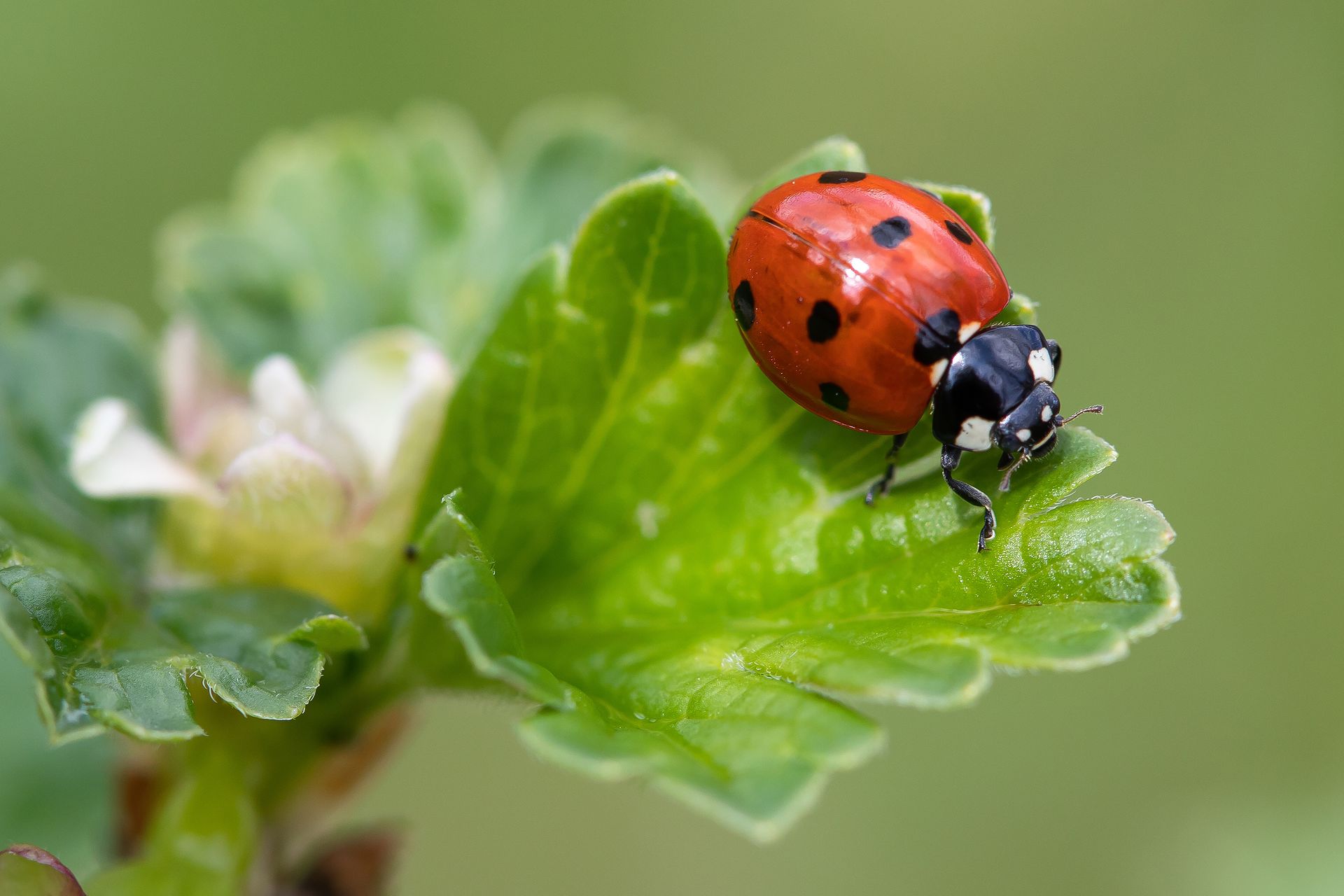 Coccinelle sur une feuille