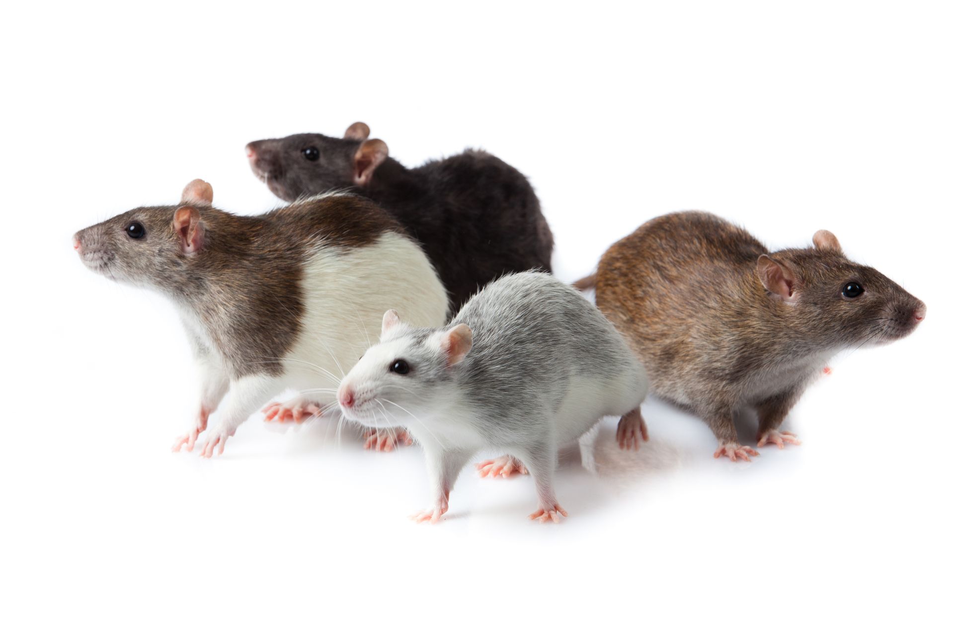 4 rats au pelage différent