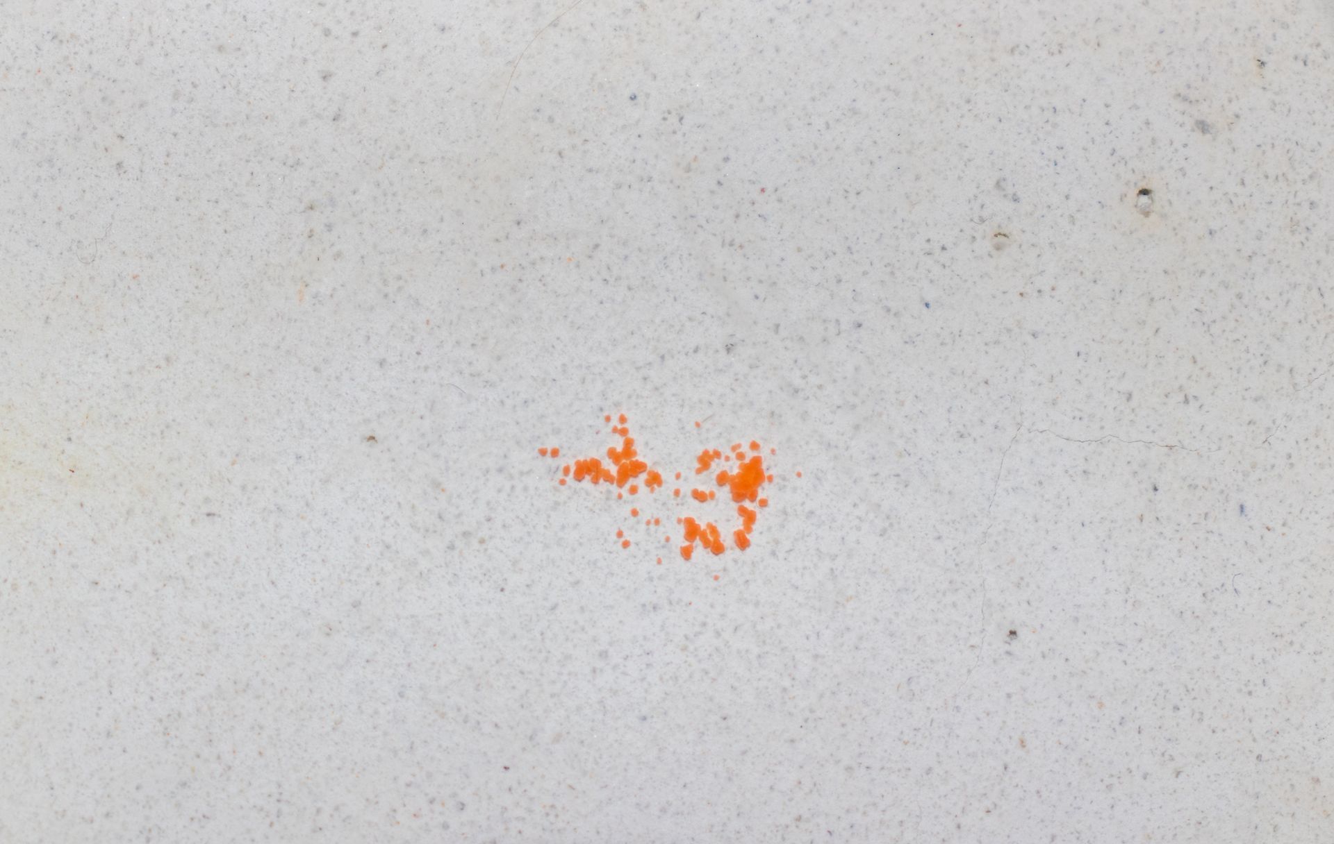 Mérule en cours de développement sur un mur humide