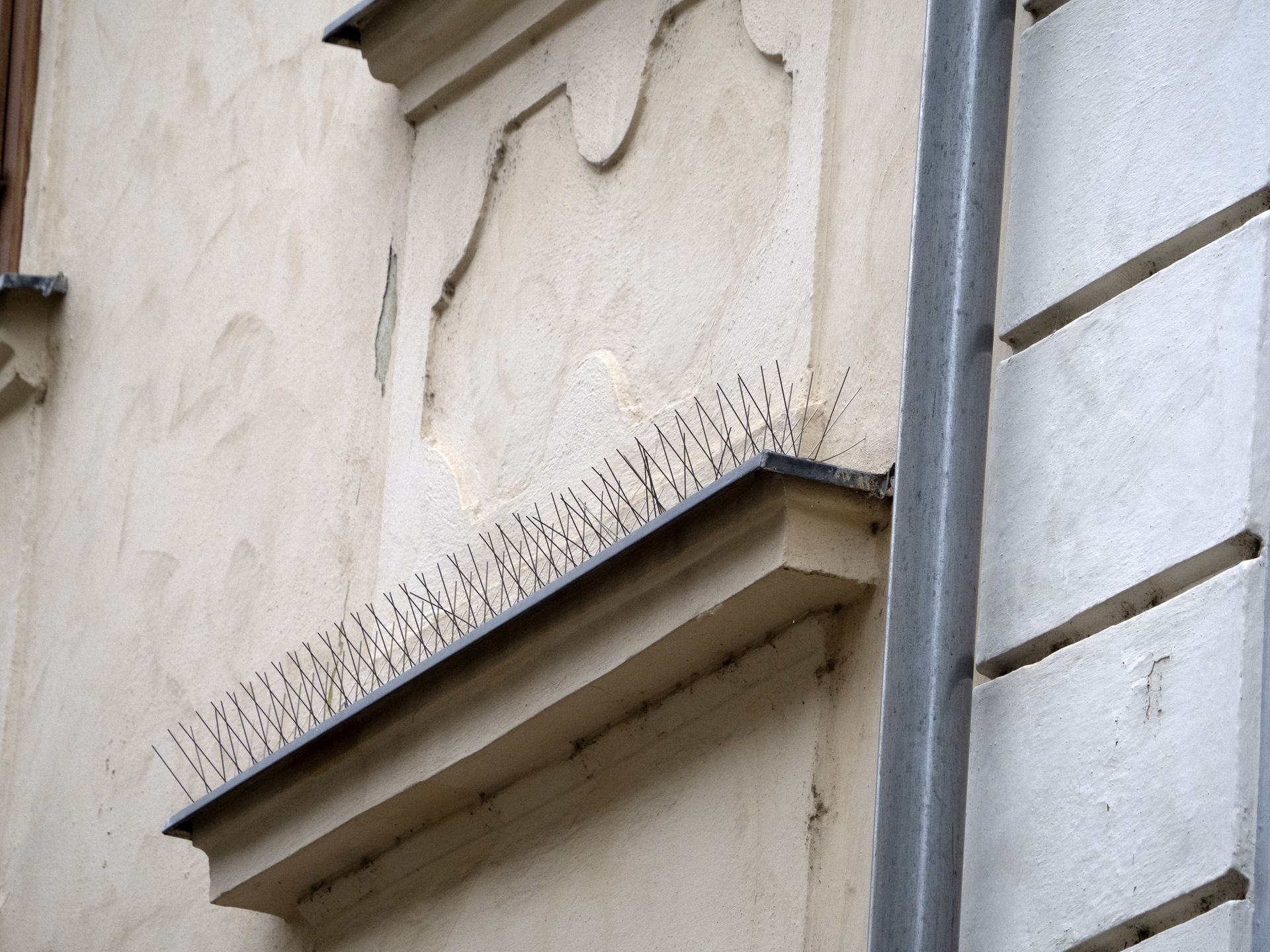 Pics pour repousser les pigeons