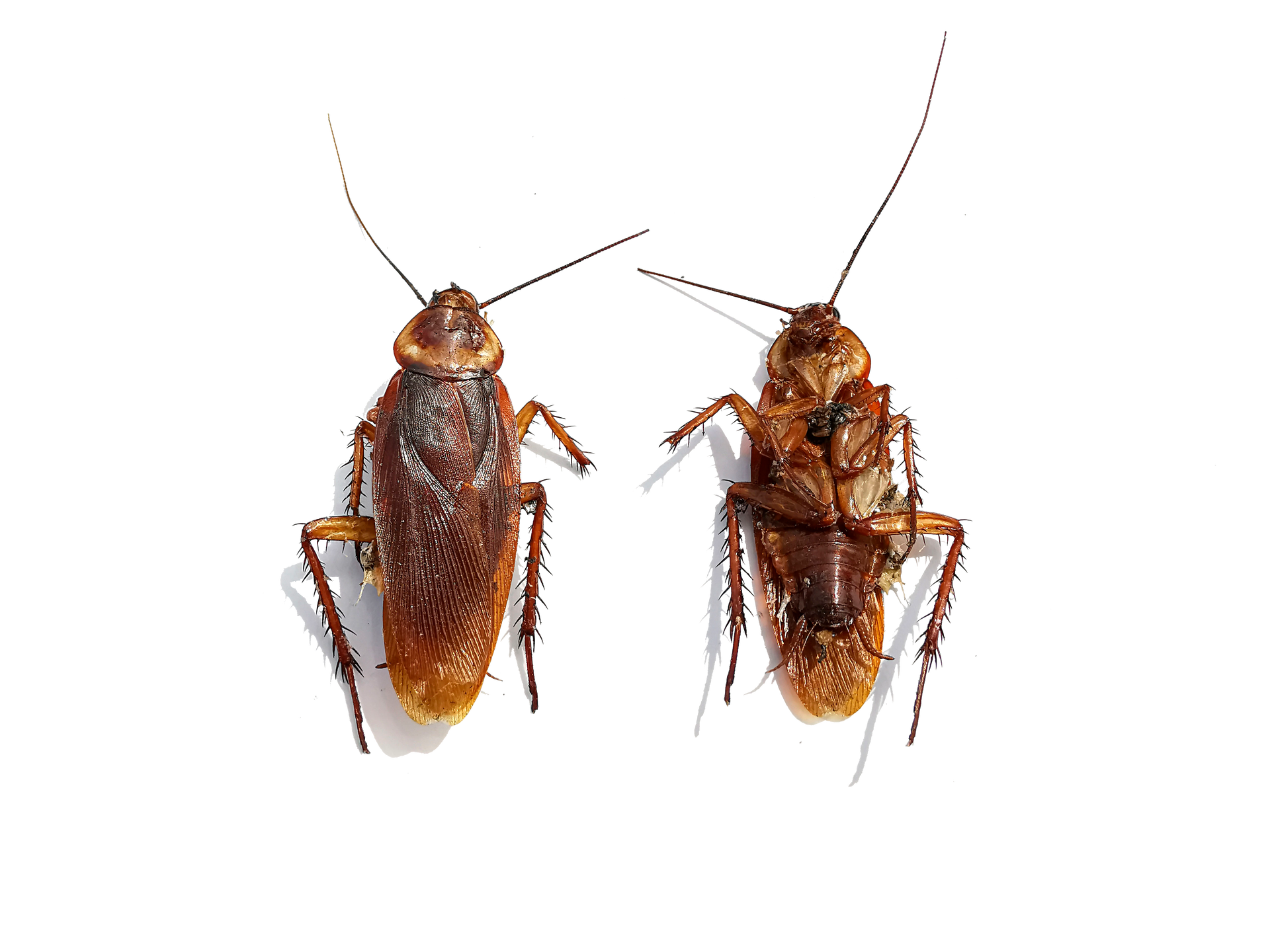 Cafard de dos et de face