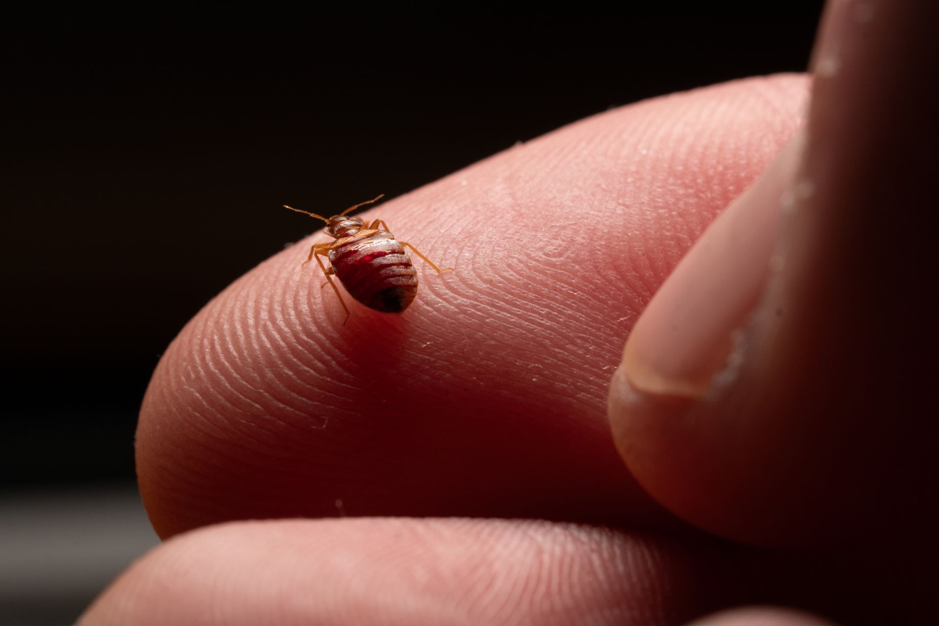 Punaise de lit sur un doigt