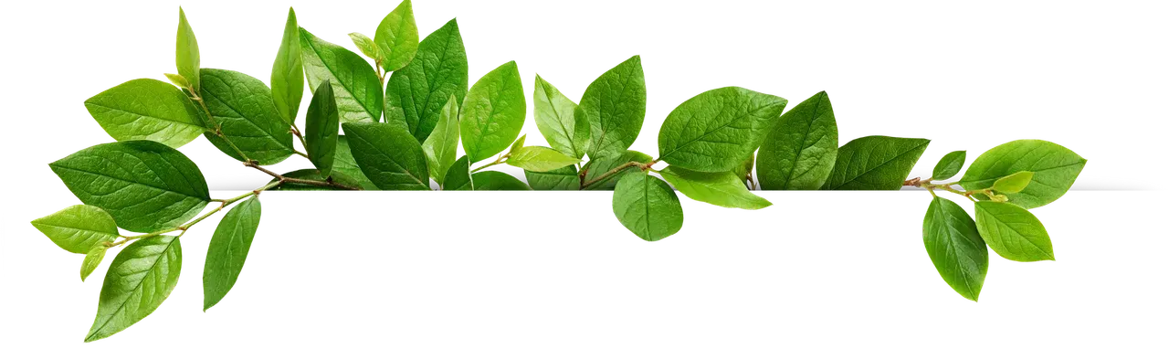 Branche de feuilles détourée