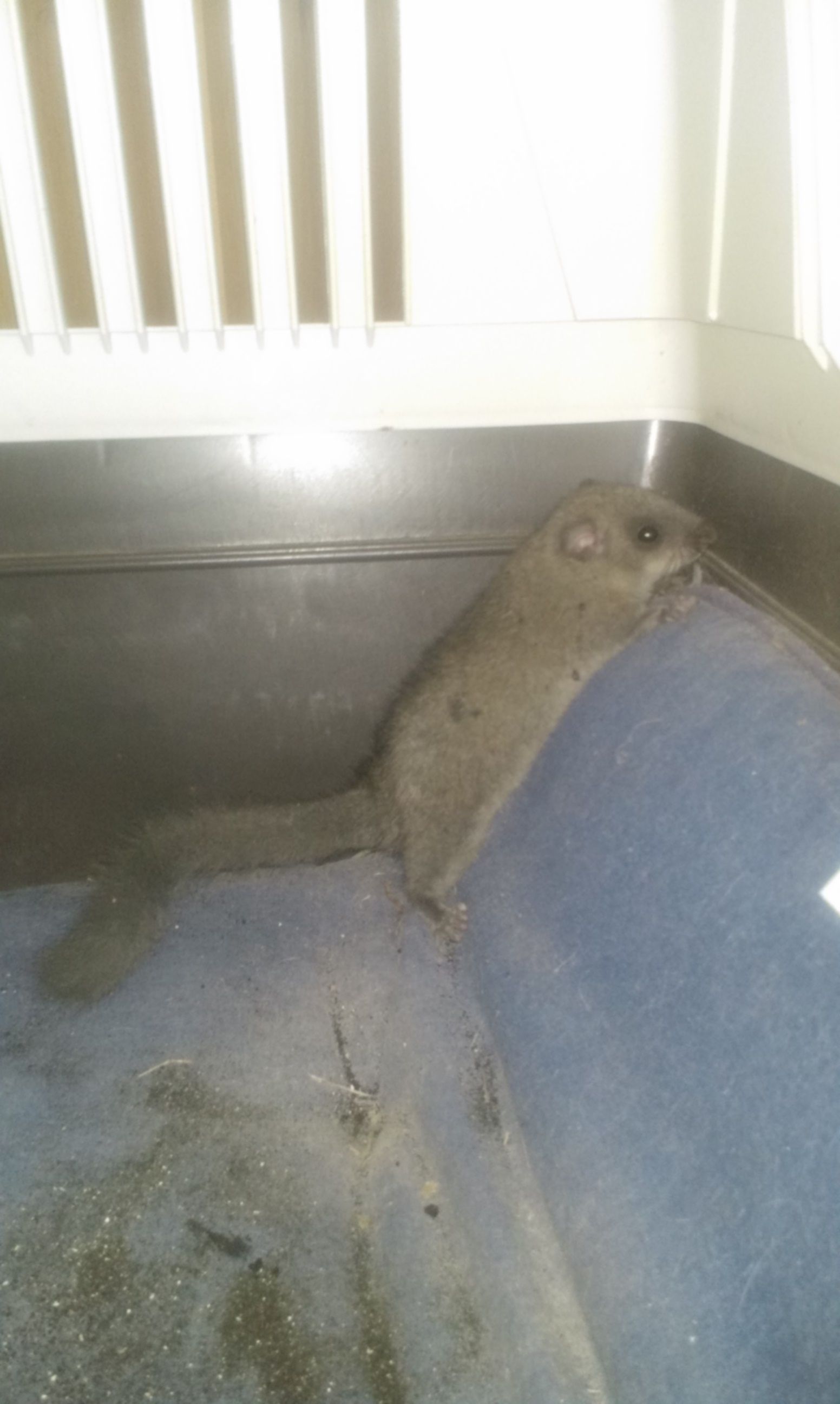 Kaminfegergeschäft Roger Spörri