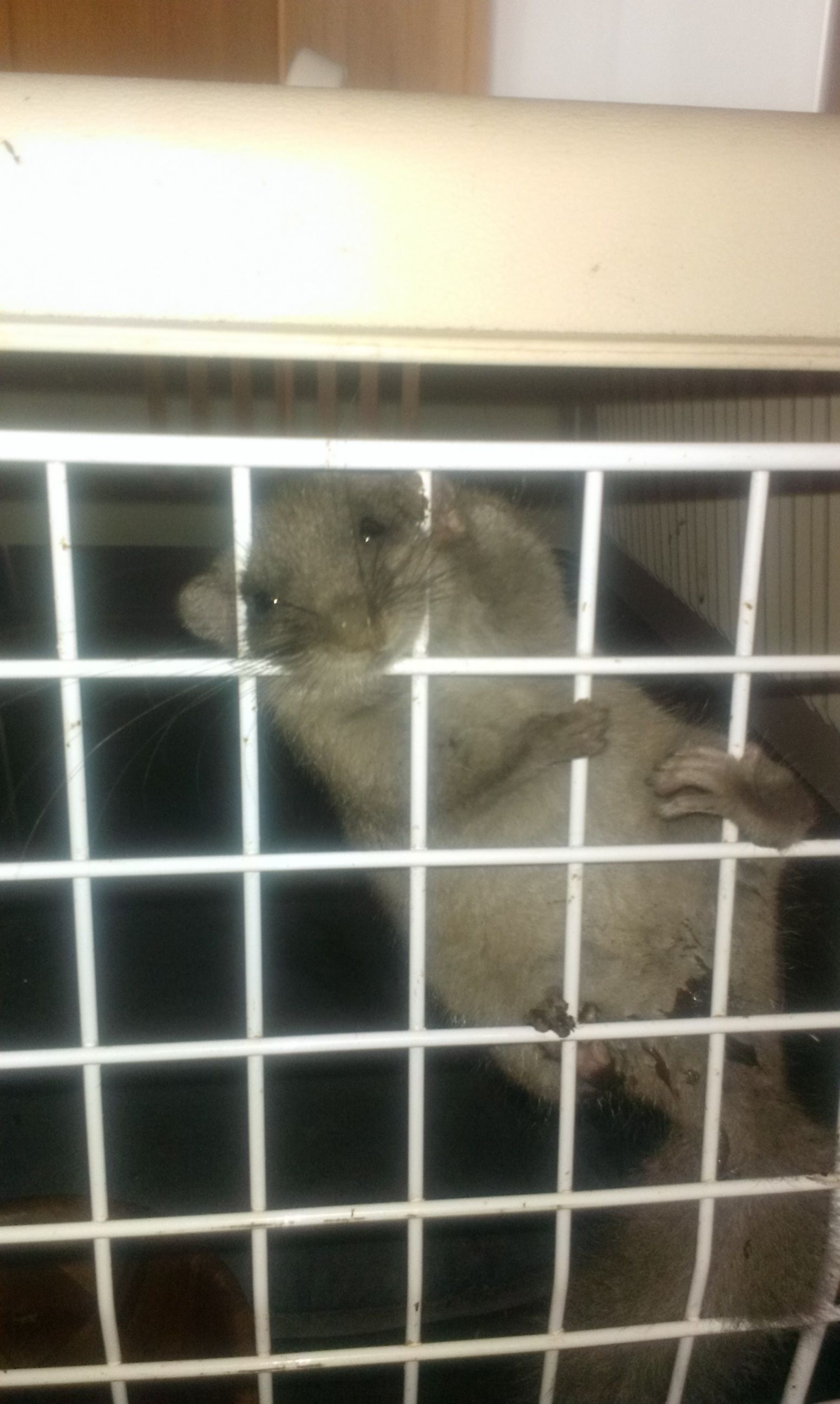 Kaminfegergeschäft Roger Spörri