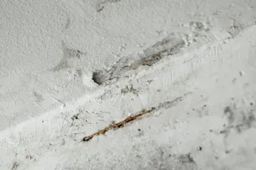 Fondo gris claro sólido.