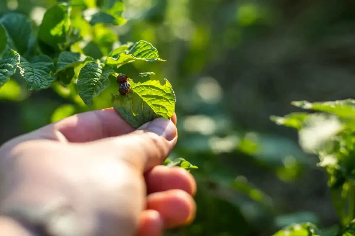 Mano sosteniendo una hoja de planta de papa con un insecto rojo, en un jardín.