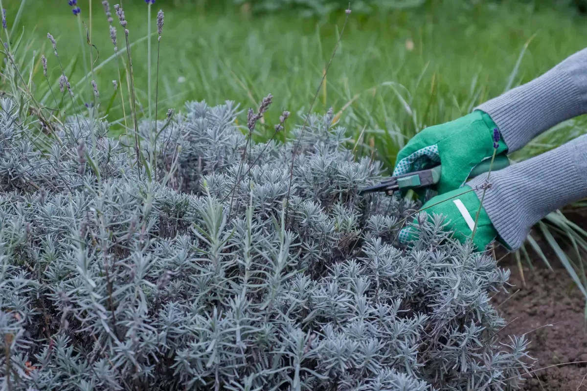 Manos con guantes verdes podando un arbusto de lavanda con tijeras pequeñas.