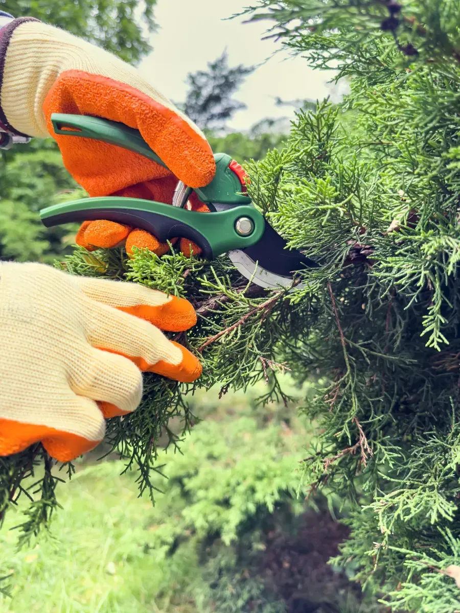 Persona que lleva guantes de color naranja y marrón recortando un arbusto verde con tijeras de podar verdes y negras.