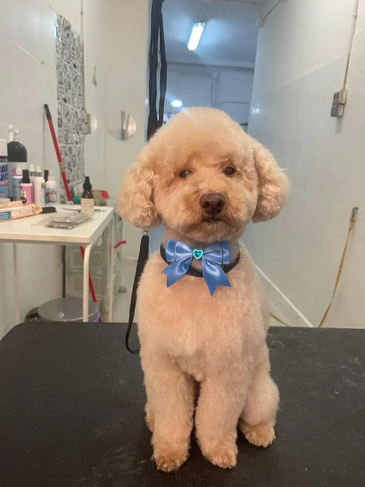 Un pequeño caniche color albaricoque con un lazo azul está sentado