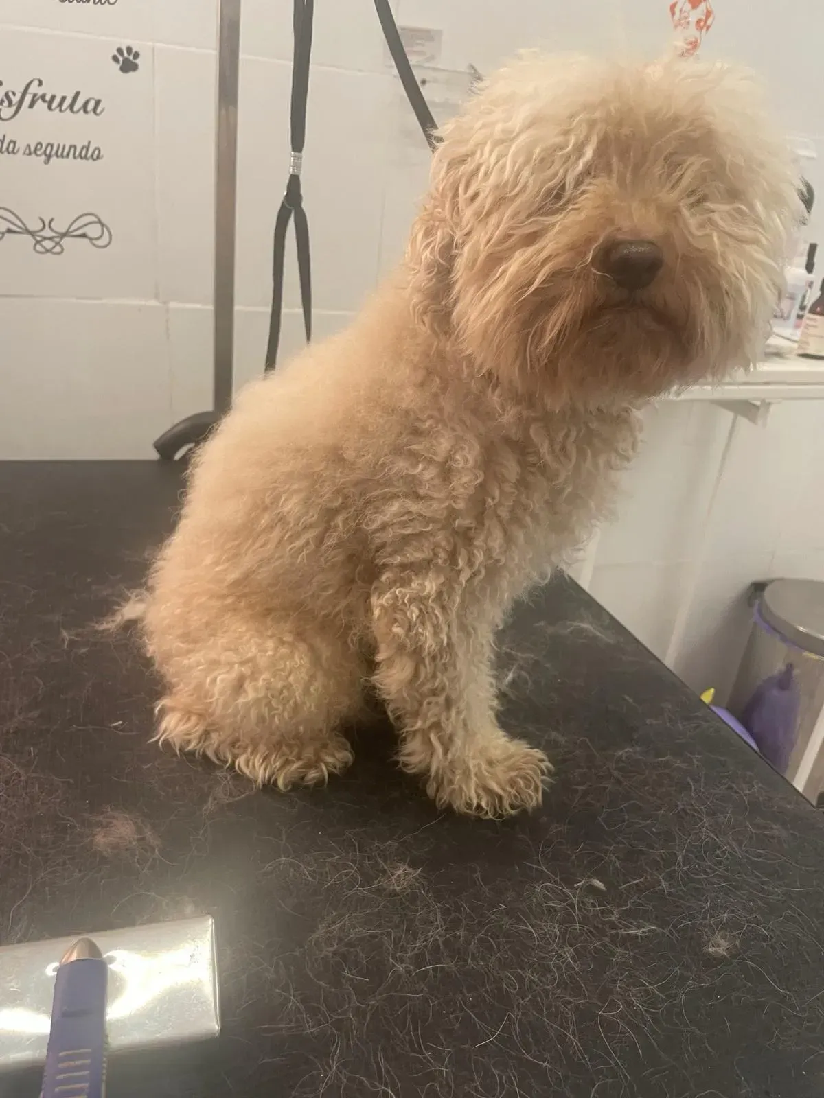 Perro pequeño y peludo de color canela sentado sobre una mesa de peluquería negra.