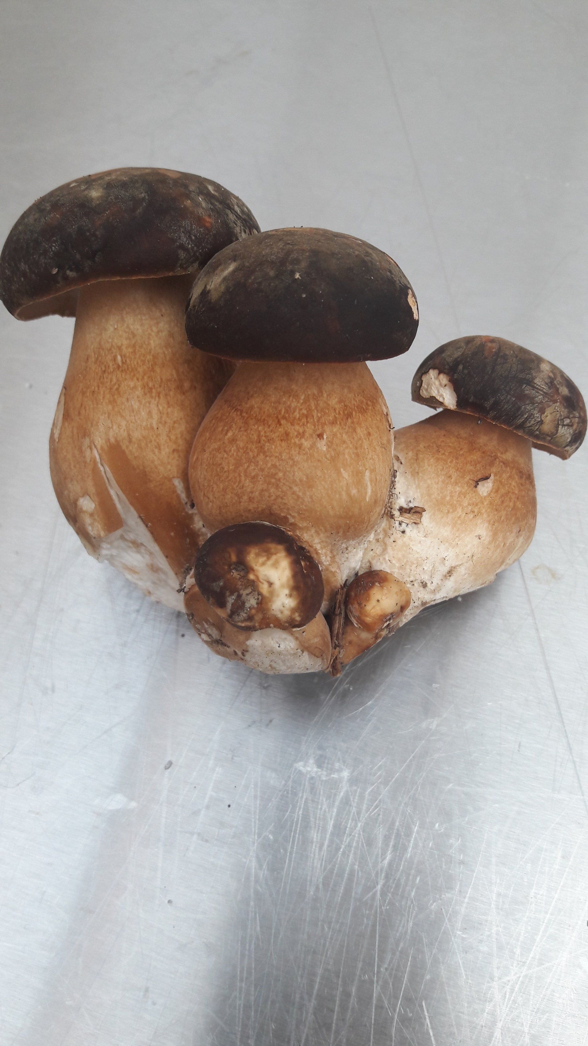 Champignons cuisine