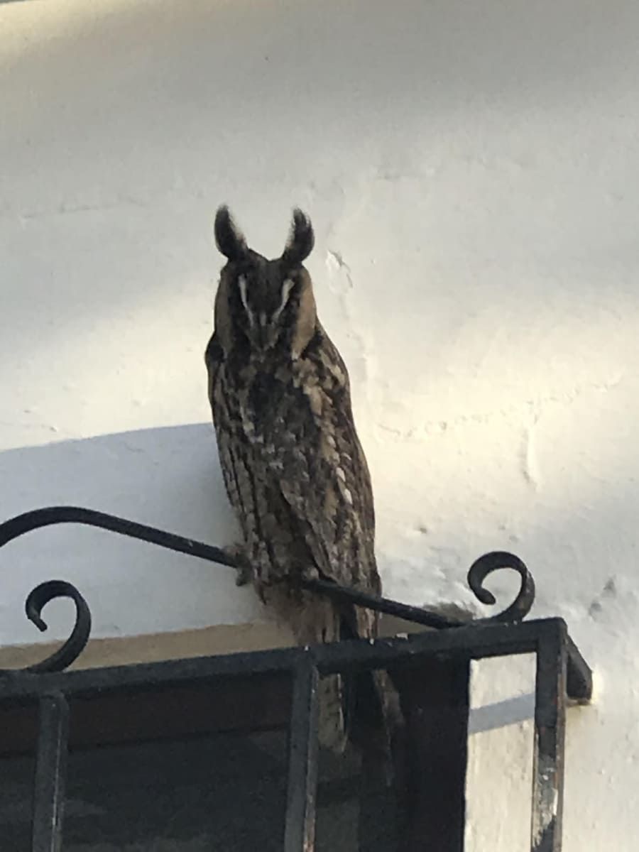 Un búho con mechones en las orejas se posa en un balcón de hierro forjado negro contra una pared blanca.