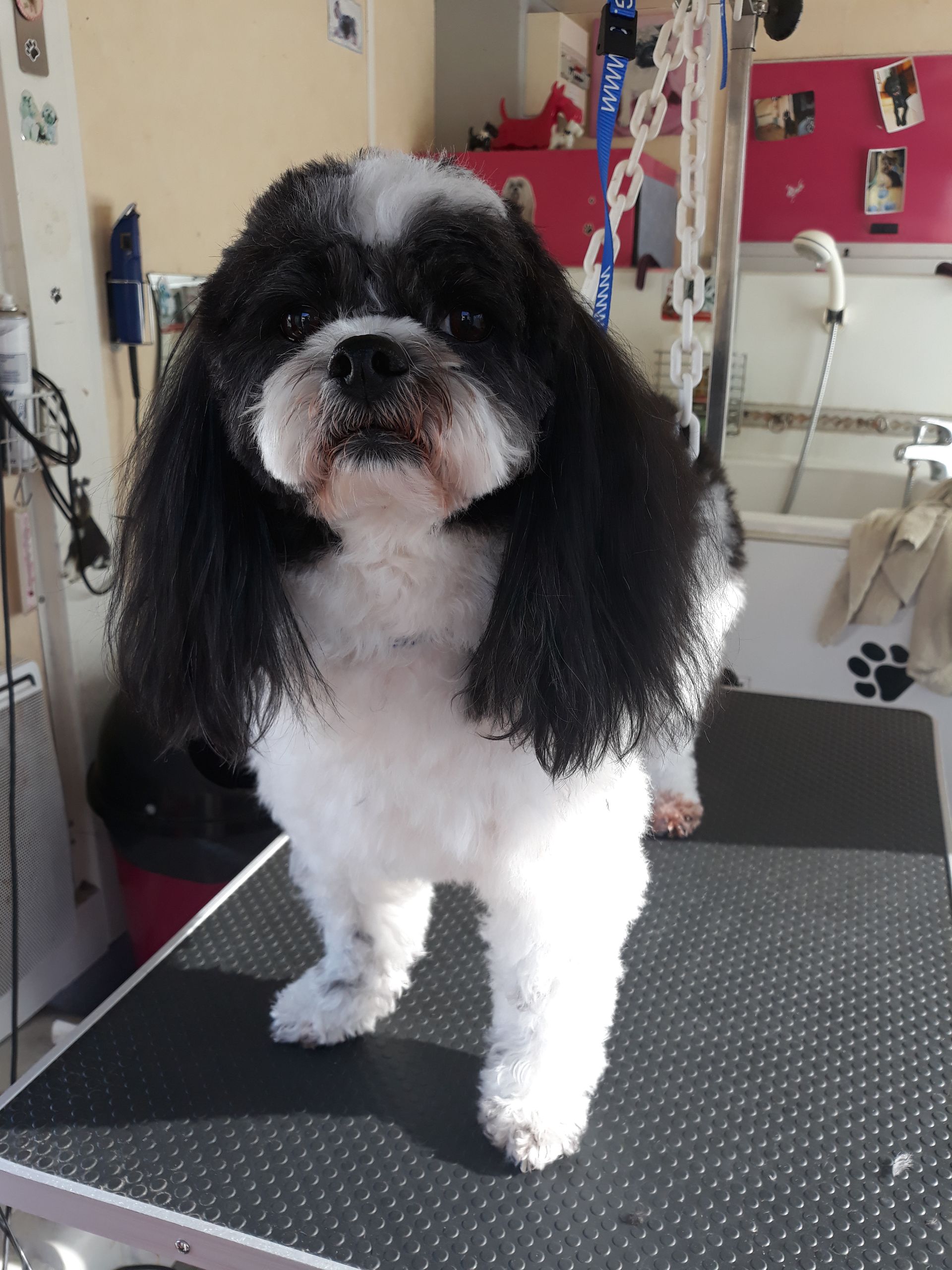 Cavalier King Charles dans notre salon de toilettage, prêt pour sa future toilette