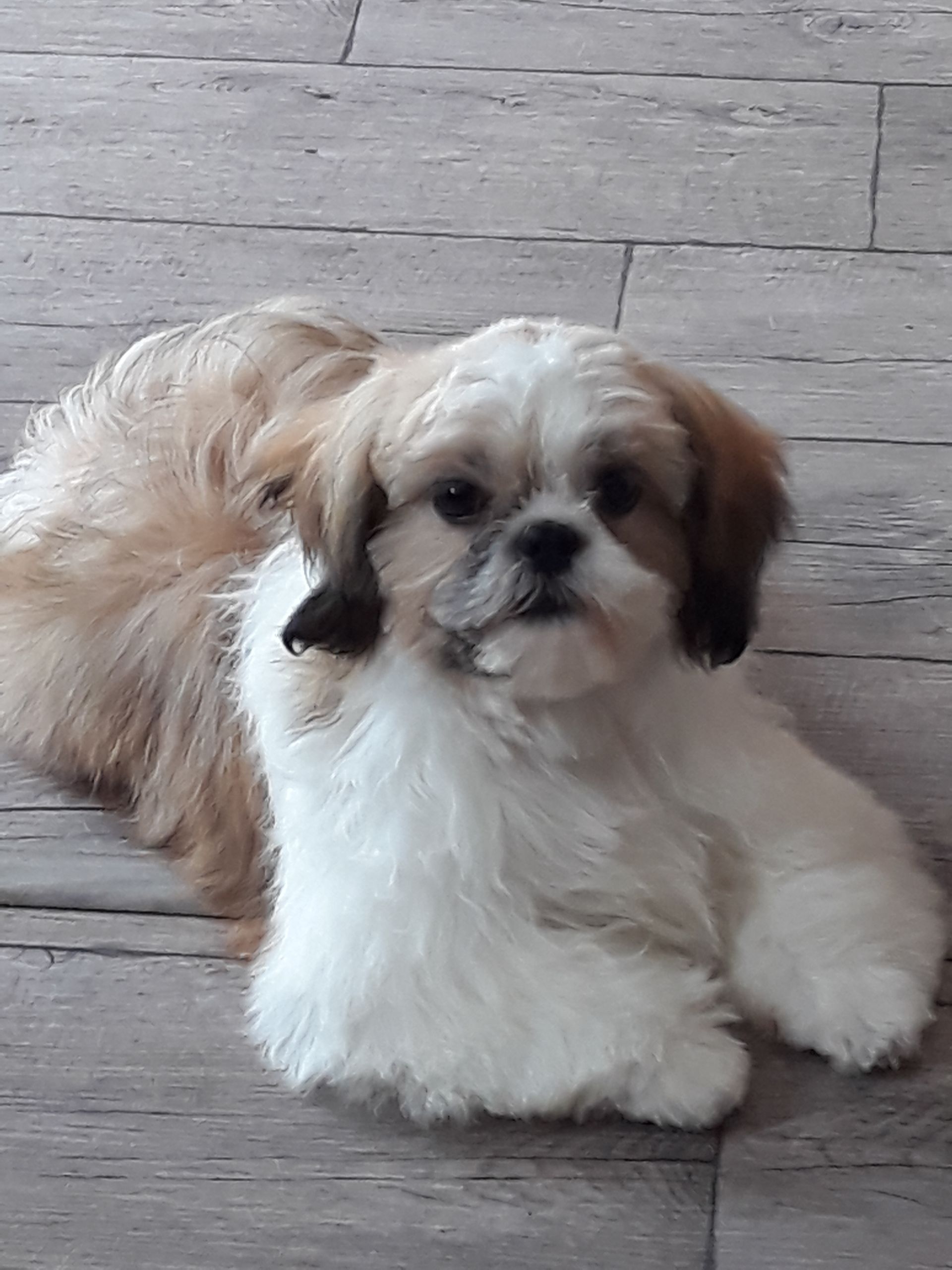 Shih Tzu allongé sur un parquet avant le toilettage