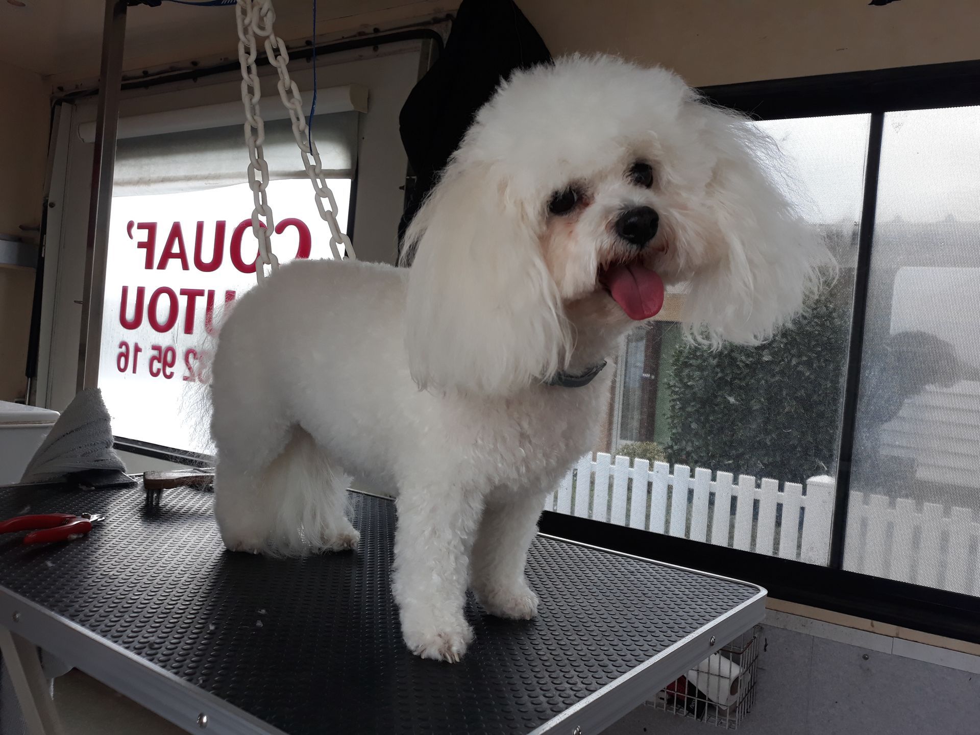 Caniche nain prêt pour sa toilette, installé sur notre table dans le camion