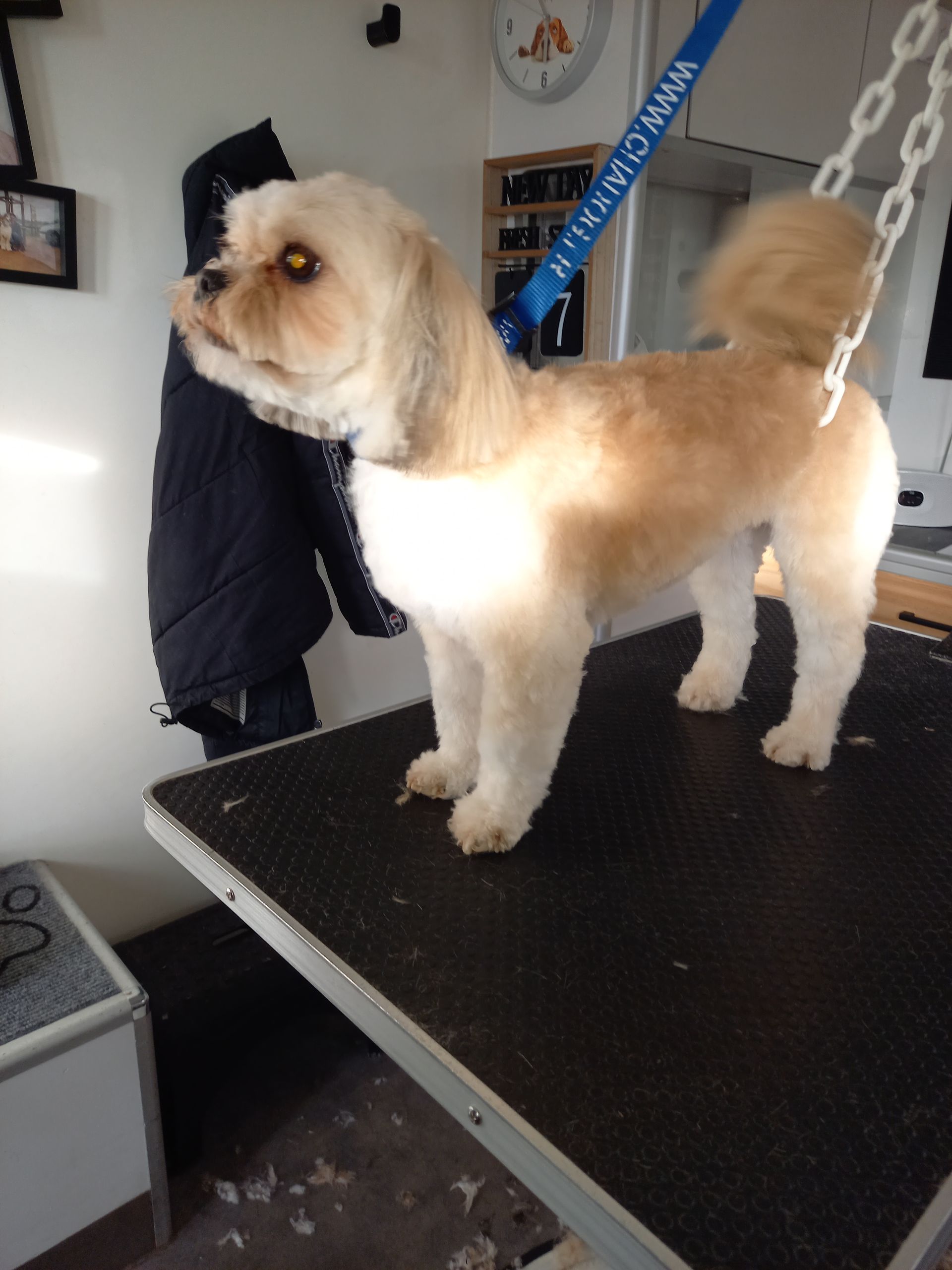 Bichon sur la table de salon de toilettage, prêt pour son bain