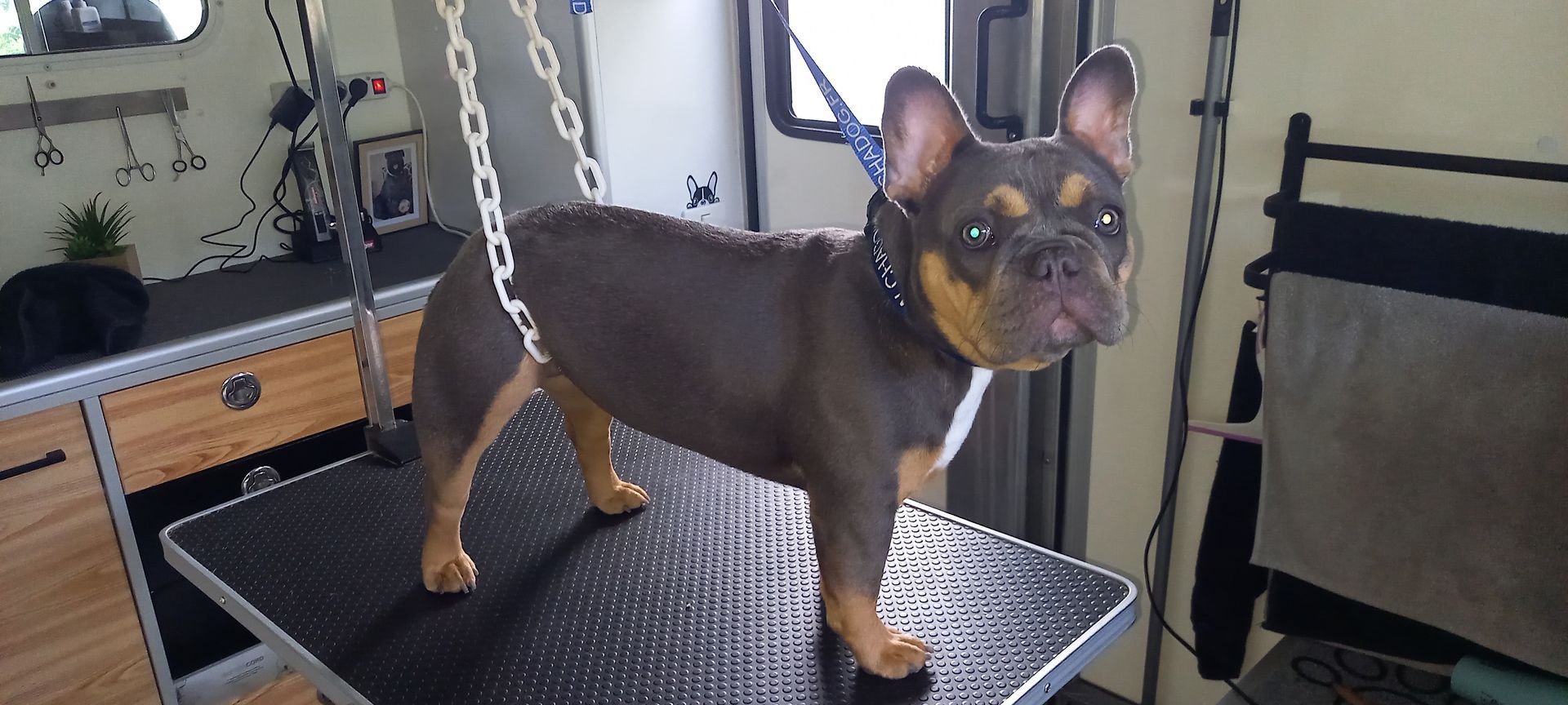 Petit Bouledogue français installé dans le camion