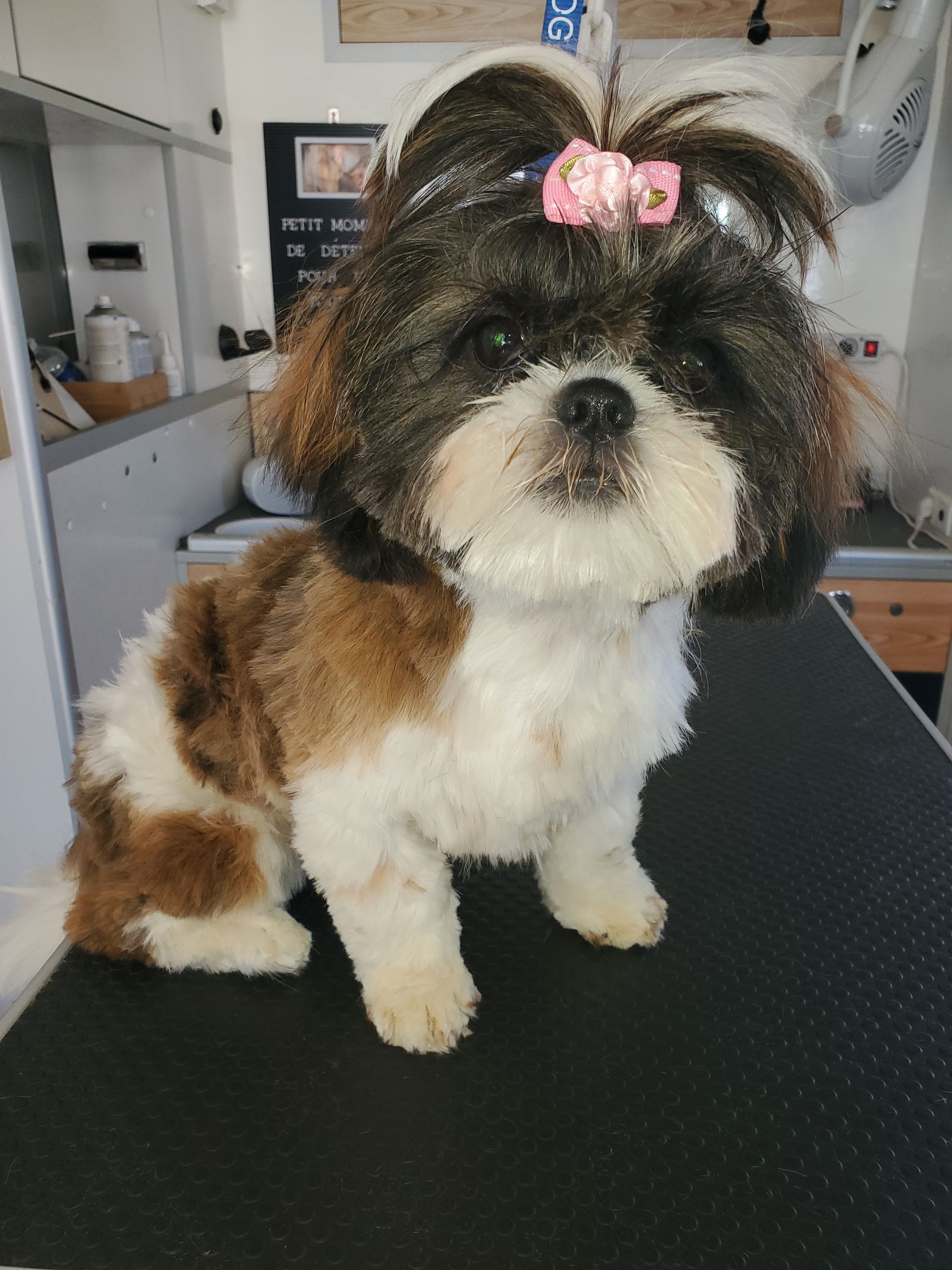 Shih Tzu dans le salon de toilettage, nettoyé et avec un nœud pour dégager les yeux