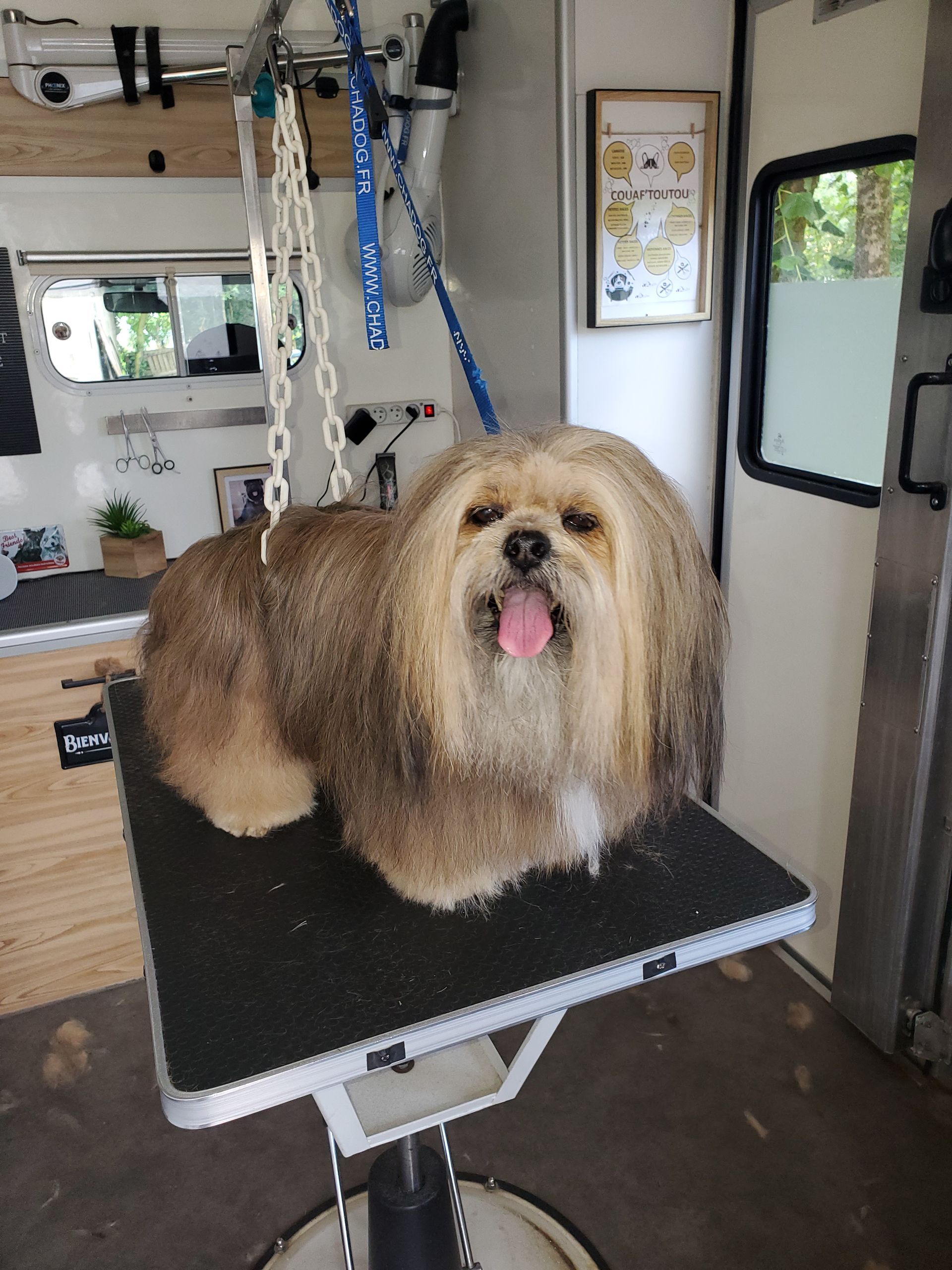 Lhassa Apso dans notre salon mobile, prêt pour être toiletté !