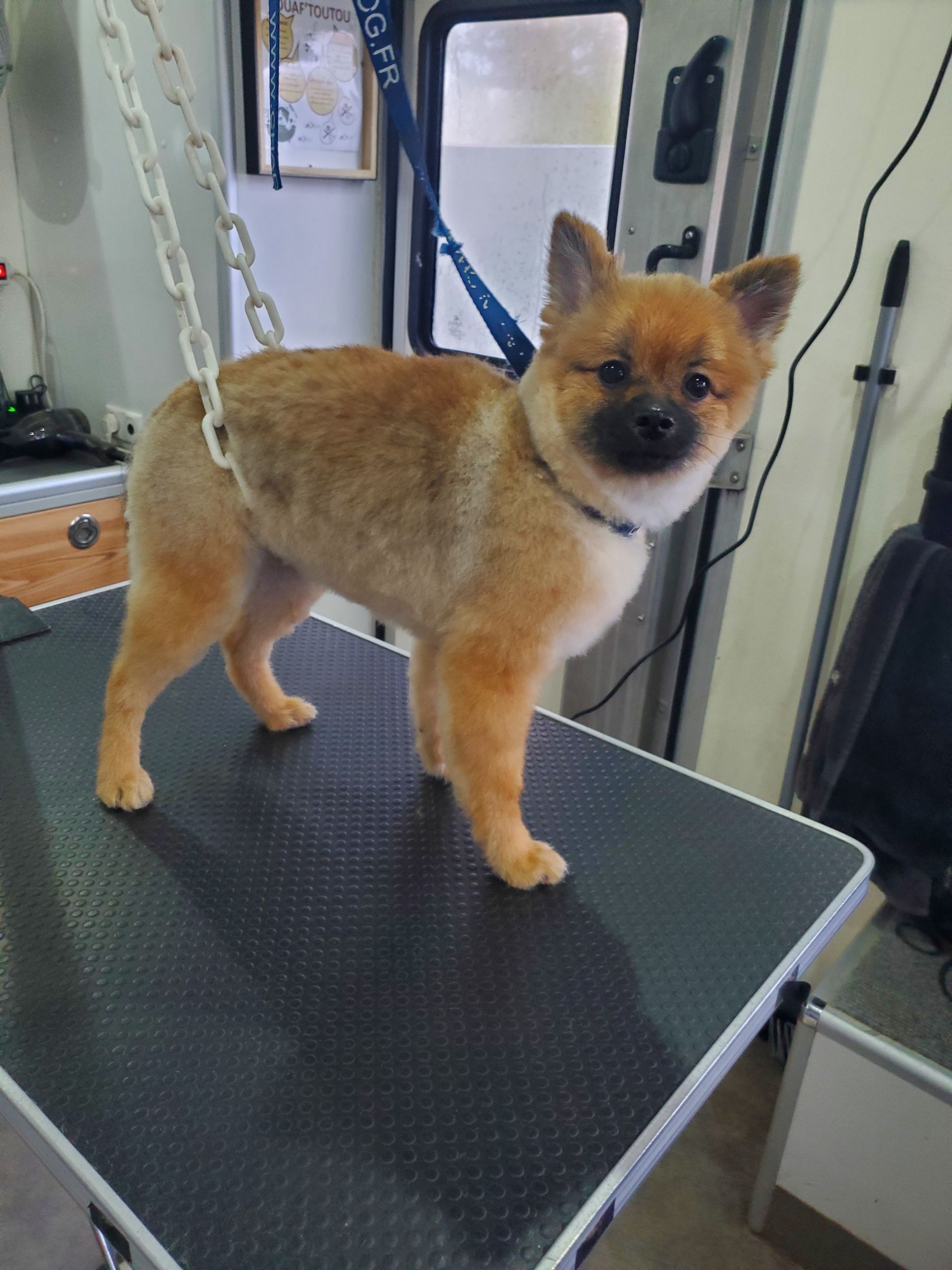 Spitz japonais installé sur la table du camion de toilettage