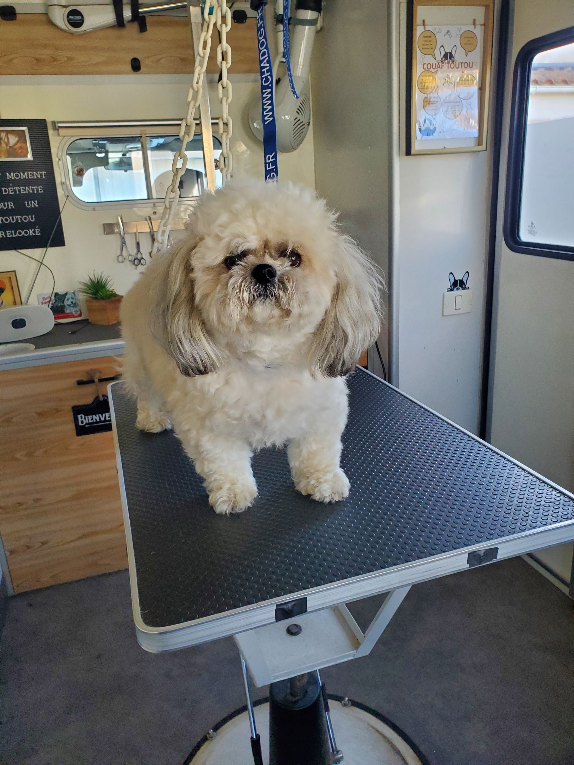 Autre Bichon avant son toilettage, sur notre table