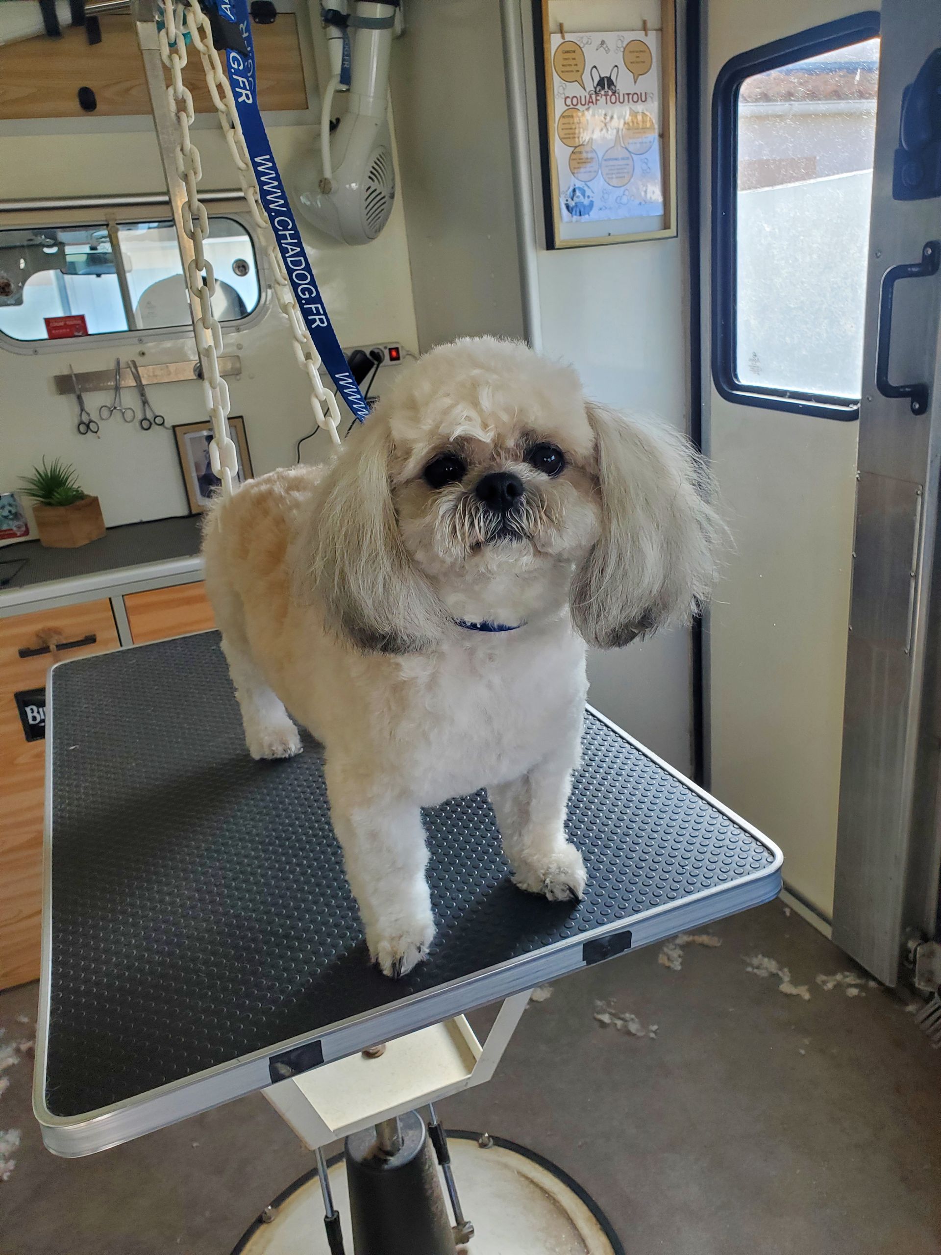 Autre Bichon après le toilettage avec une coupe des poils pour dégager les yeux
