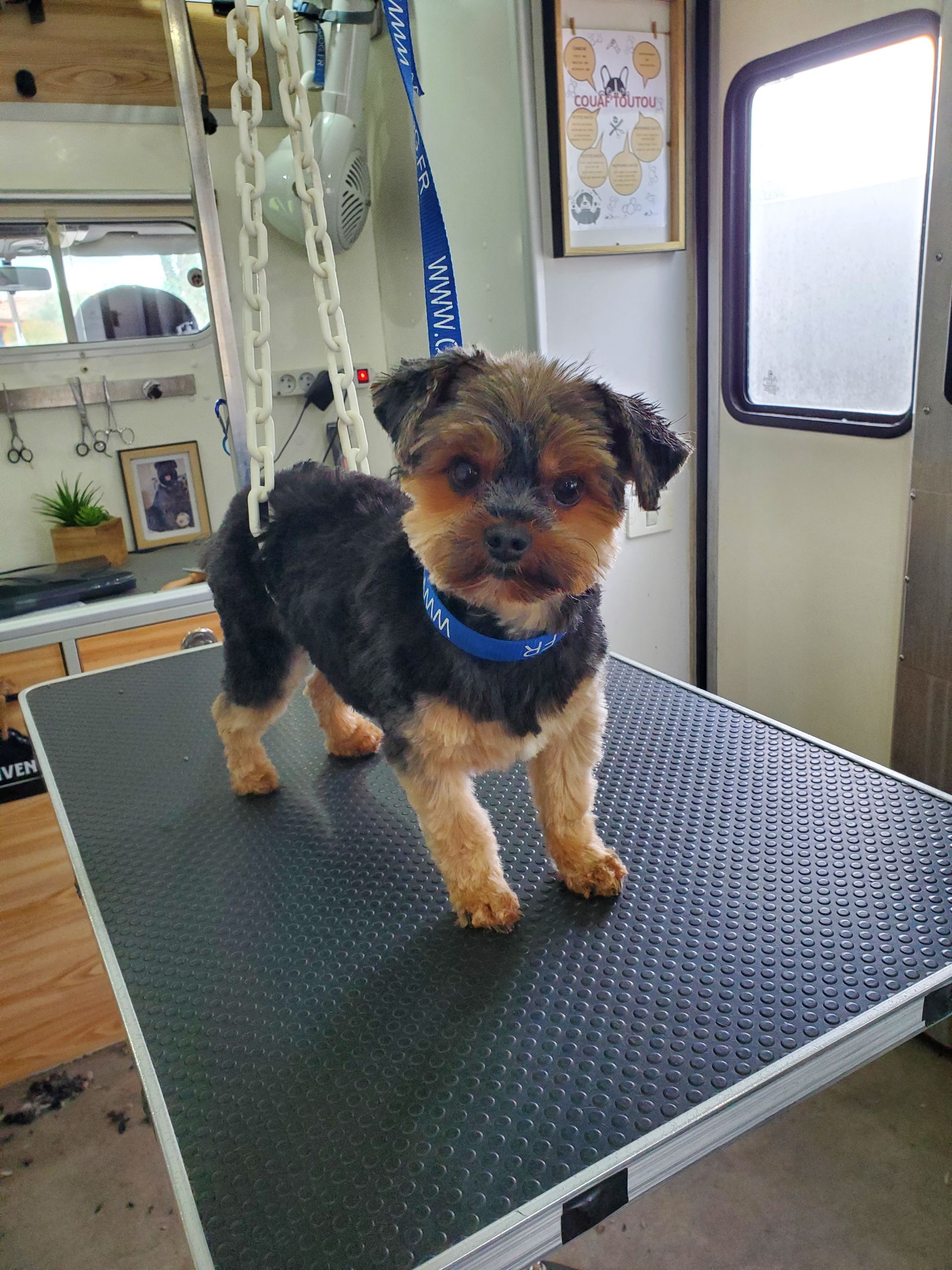 Yorkshire sur la table, prêt pour son toilettage !