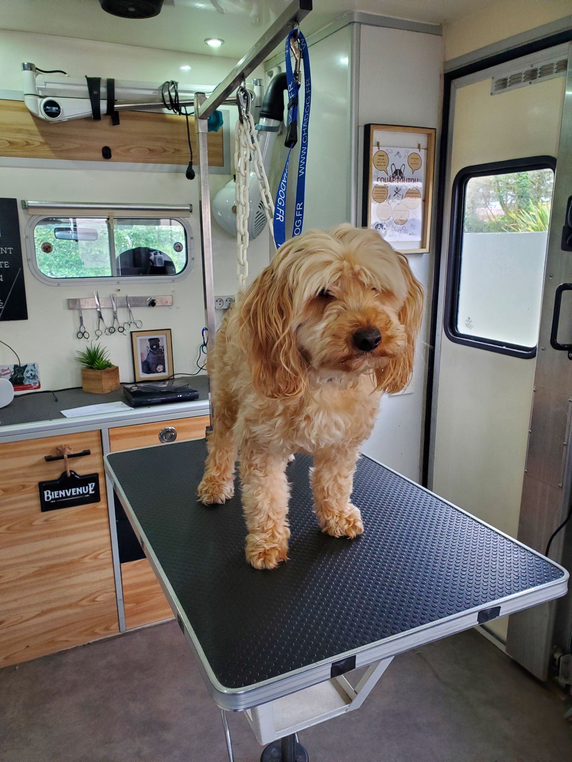 Autre Lhassa Apso dans le salon sur la table, avant toilettage