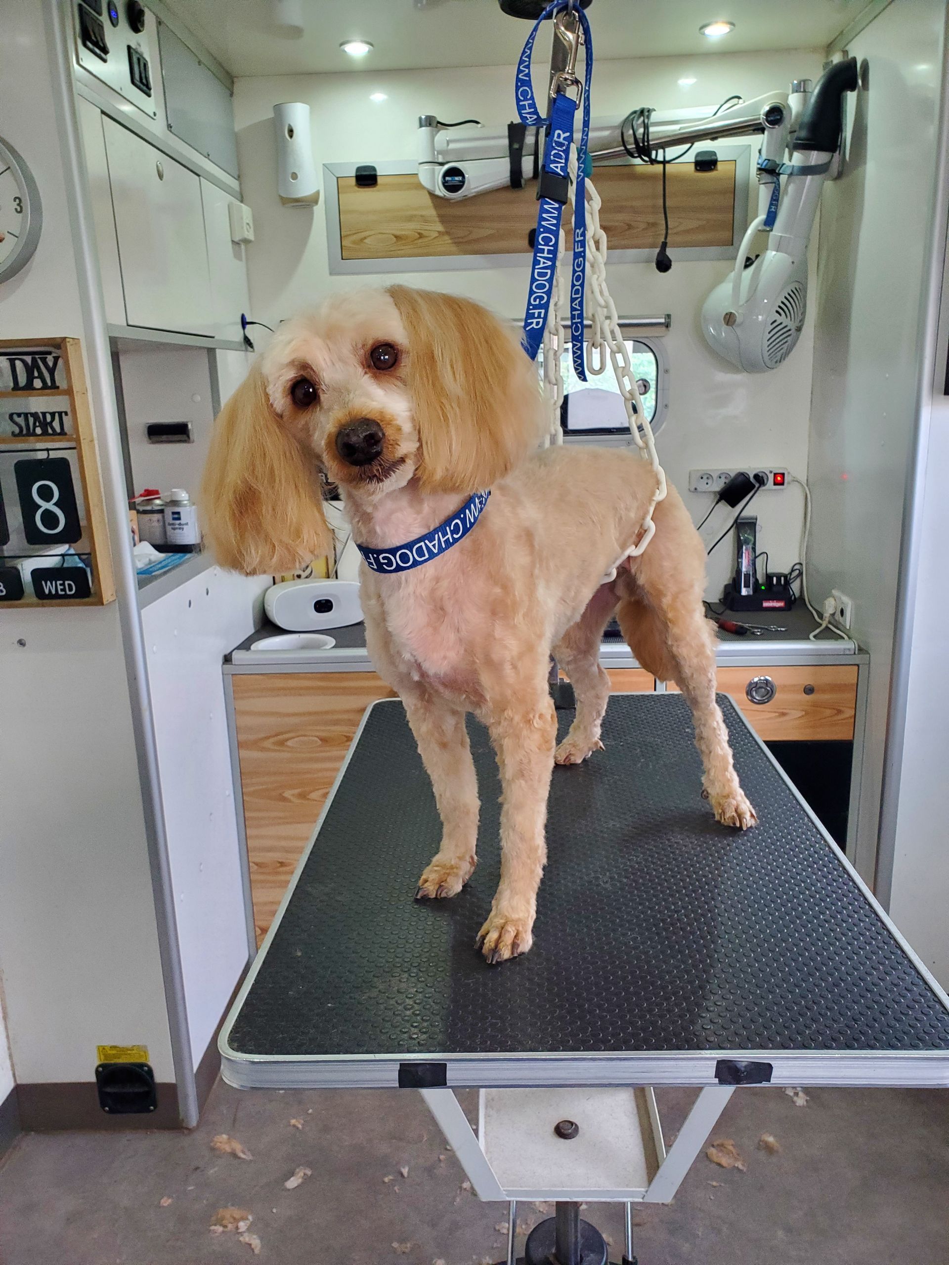 Autre Lhassa Apso dans le salon sur la table, après toilettage et tonte