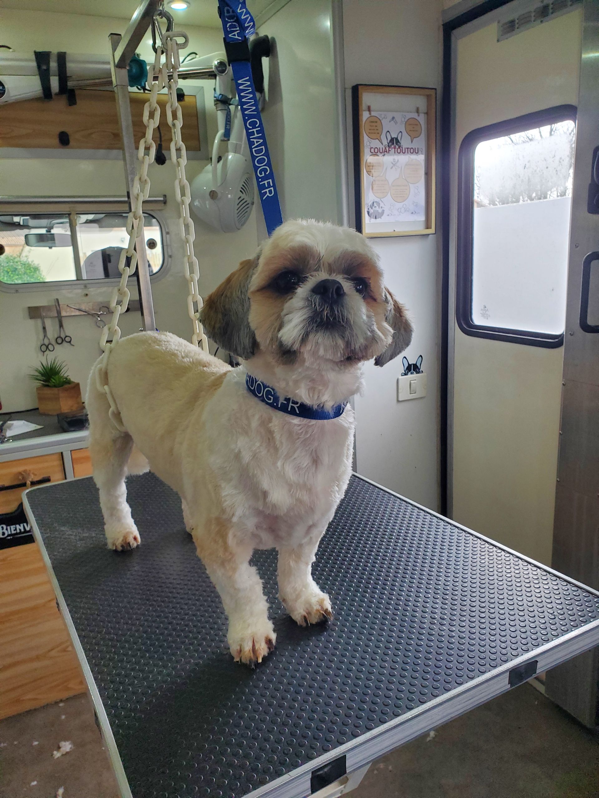 Shih Tzu dans le camion après le toilettage et la tonte