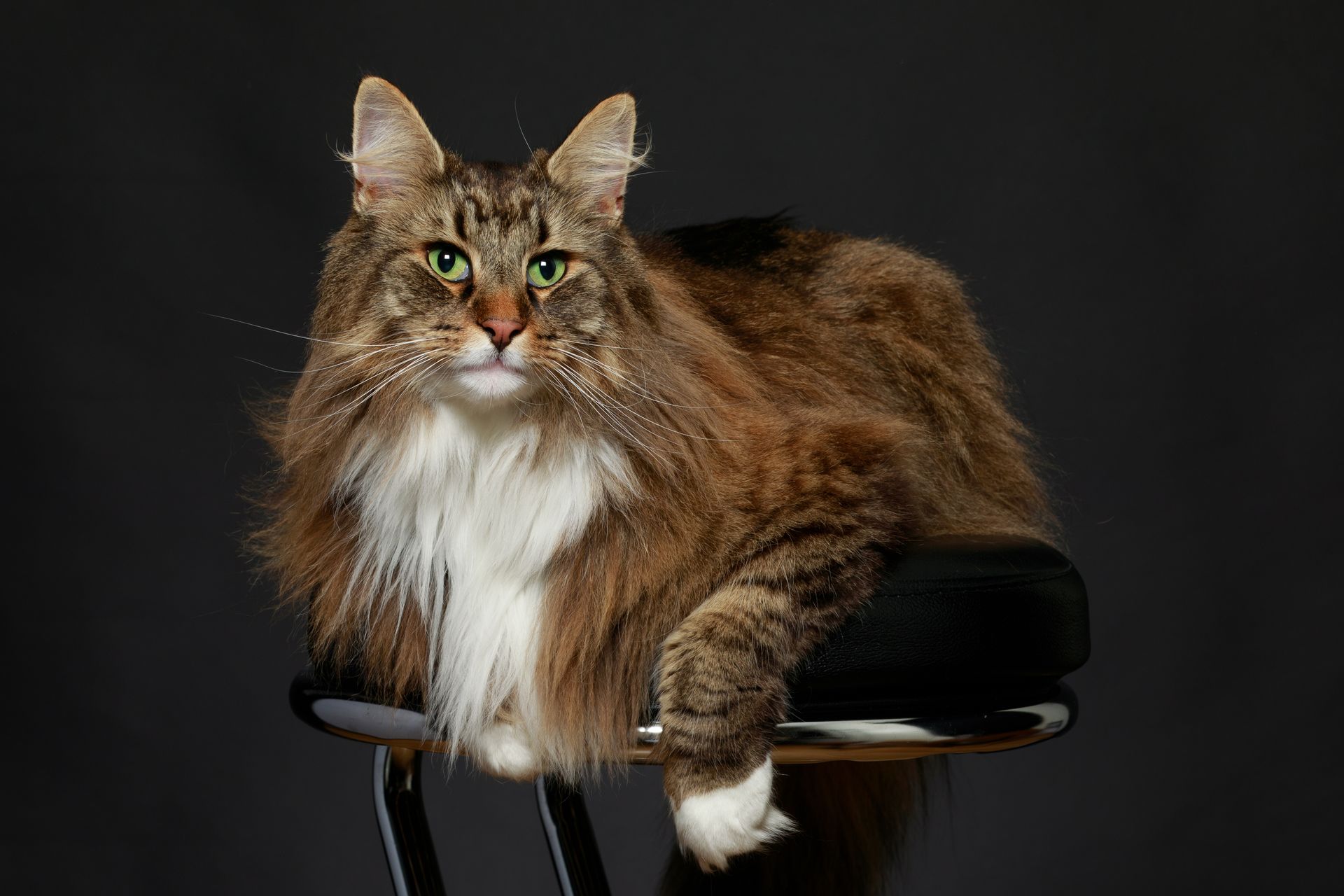 Un chat brun et blanc à poils longs et aux yeux verts est assis sur un tabouret, regardant l'objectif sur un fond gris