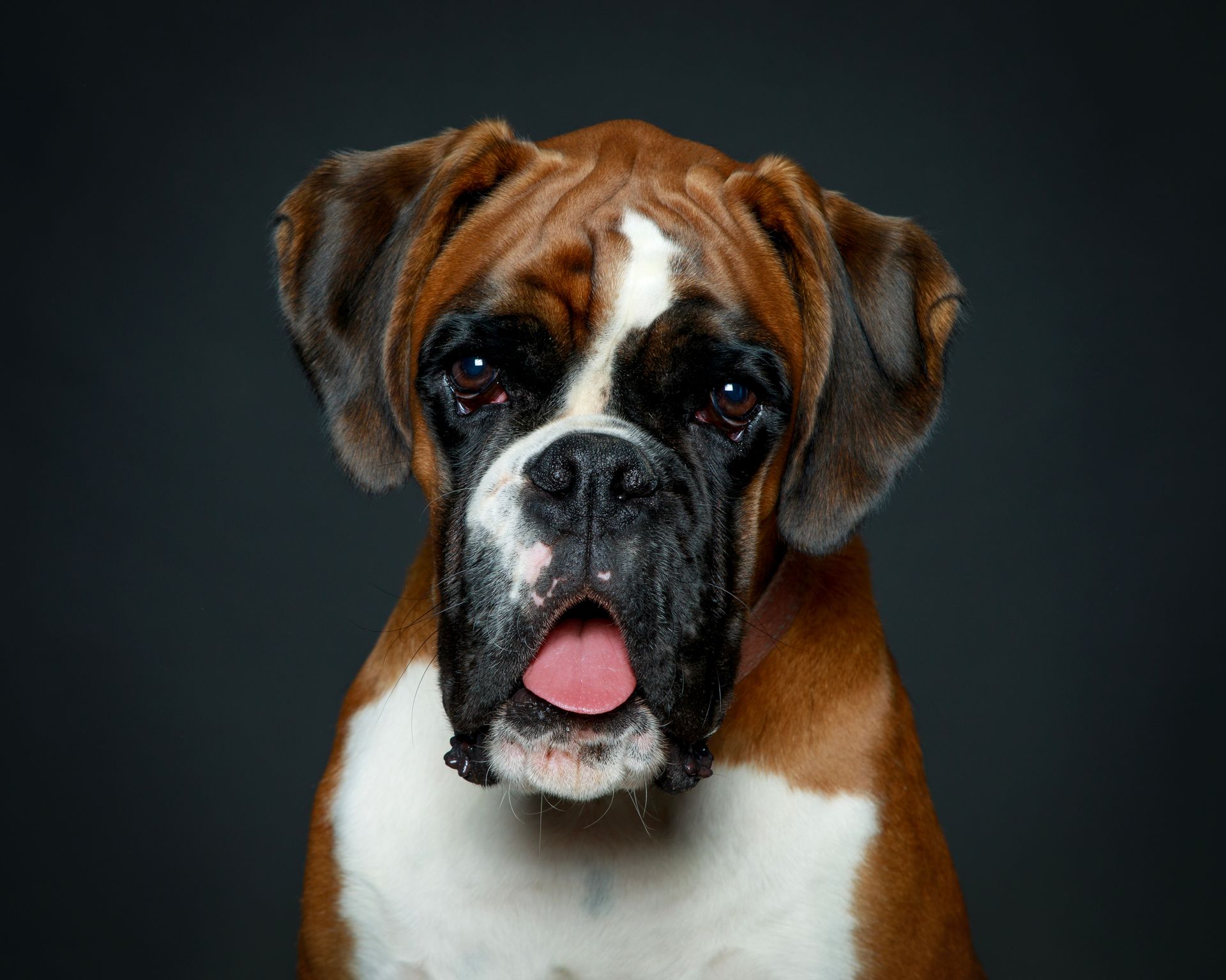 Boxer brun et blanc, gueule ouverte et regardant l'objectif