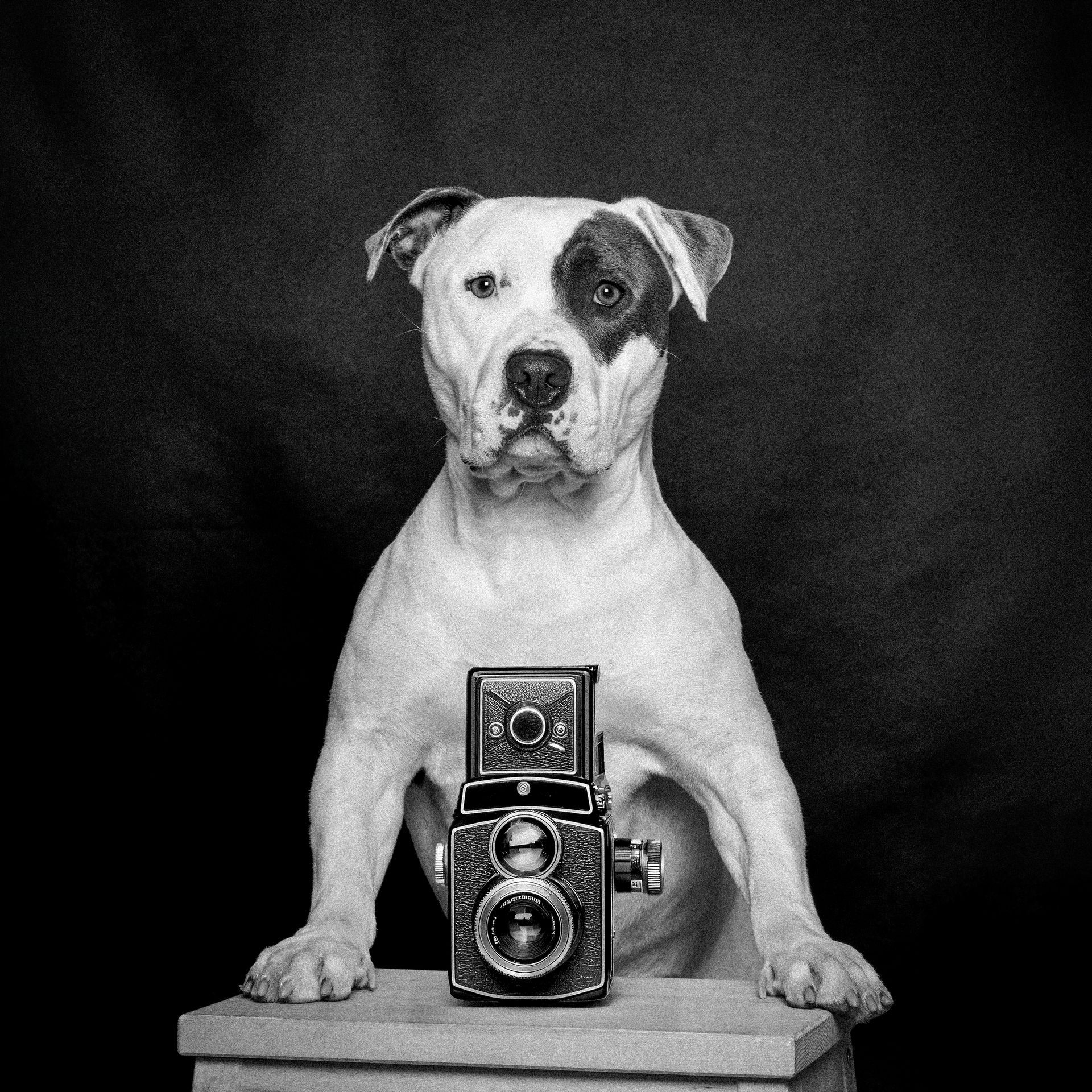 Un chien au pelage blanc et noir pose avec un appareil photo vintage sur une petite estrade, devant un fond sombre