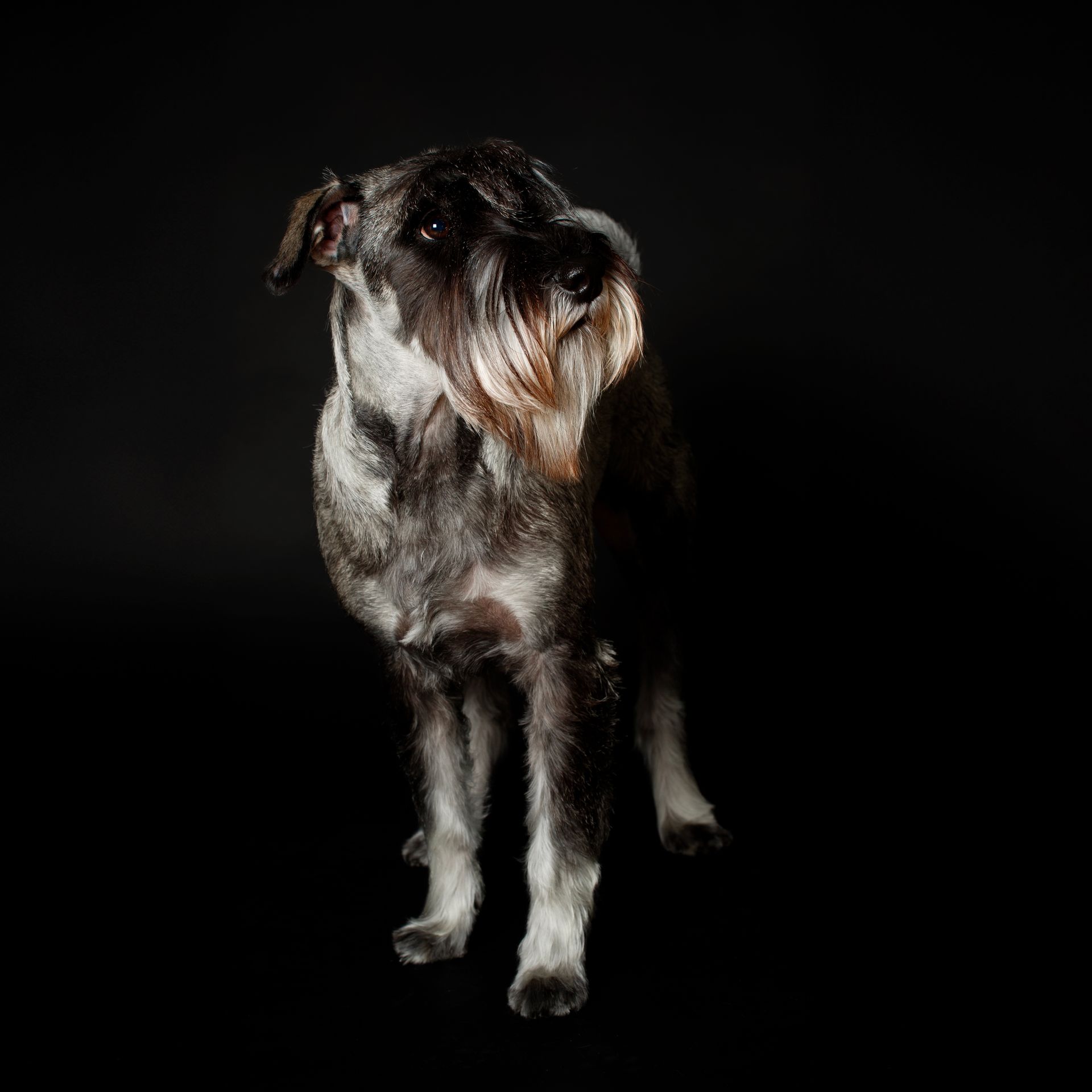 Chien Schnauzer au pelage gris et noir, se détachant sur un fond noir